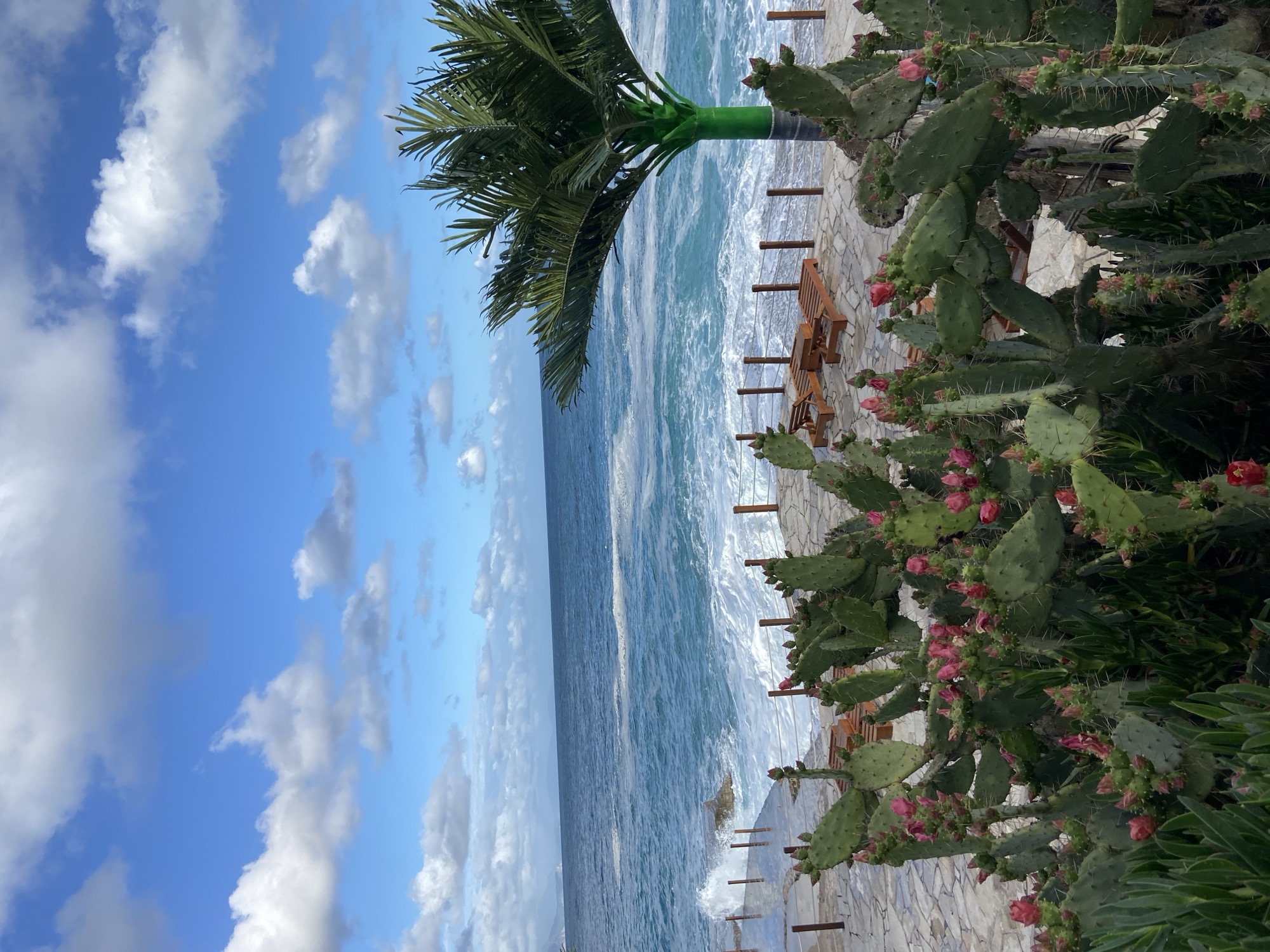 The image shows a coastal scene in Prijevor, Montenegro. The sky is bright blue with scattered white clouds. The Adriatic Sea stretches out to the horizon with visible waves. On the right side, a large prickly pear cactus with pink flowers is prominent. To the left of the cactus is a stone walkway with wooden lounge chairs partially obscured by the cactus. Wooden posts line the edge of the walkway near the sea. A palm tree is positioned above the walkway with its trunk painted green. The scene appears to be taken during daylight hours.