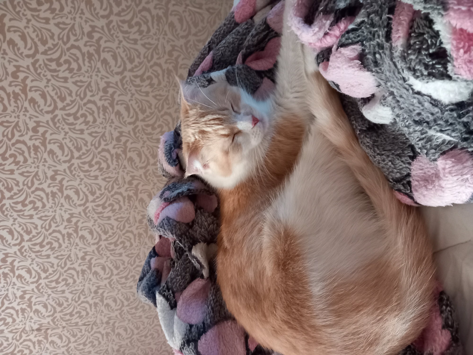 A light orange and white cat is sleeping soundly on a soft, patterned blanket. The cat is curled up, with its eyes closed and its nose pointed slightly upwards. The blanket has a grey, pink, and white pattern. The background appears to be a textured wall. The scene suggests a cozy and peaceful domestic setting.