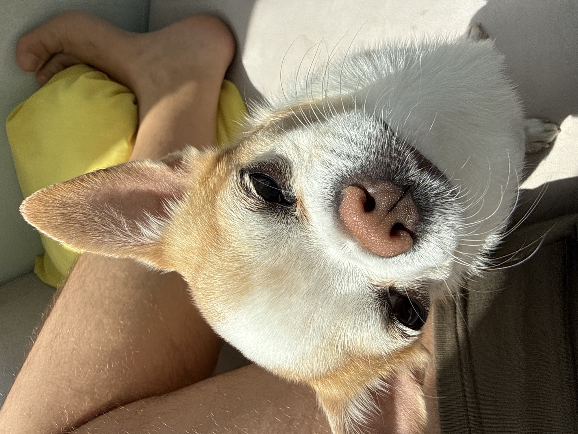 A close-up, high-angle shot depicts a small, light-colored dog with a pink nose and black eyes lying on what appears to be a light-colored upholstered surface. A person's leg and foot are visible in the periphery, adjacent to a yellow cushion. The environment appears to be indoors, with natural light illuminating the scene. The city and specific location are indeterminable.