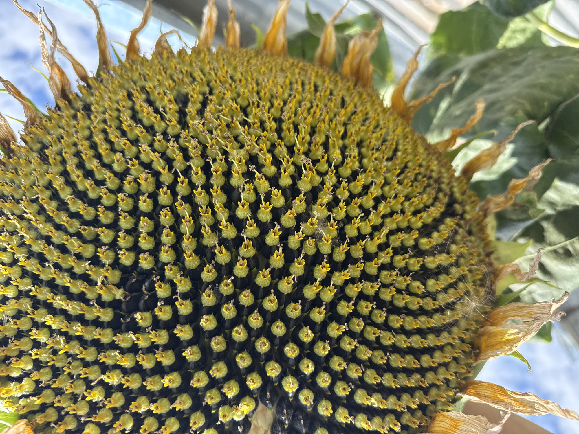 A close-up, slightly tilted, vertical shot captures the center of a large sunflower. The sunflower's face is primarily composed of tightly packed seeds and florets. The seeds are dark, almost black, with many developing florets perched on top. These florets are a vibrant yellow-green, with delicate yellow stamens extending from their centers. The texture is densely packed and intricate, showcasing the sunflower's reproductive structures. Around the edges of the sunflower's face, the faded petals are visible, some appearing dry and curled, displaying shades of yellow and brown. In the background, out-of-focus green leaves of the sunflower plant are present, along with a bright blue sky, suggesting an outdoor setting. There is no indication of the city of Tbilisi, Georgia, in this image. The scene is static and peaceful, with no observable actions or interactions.