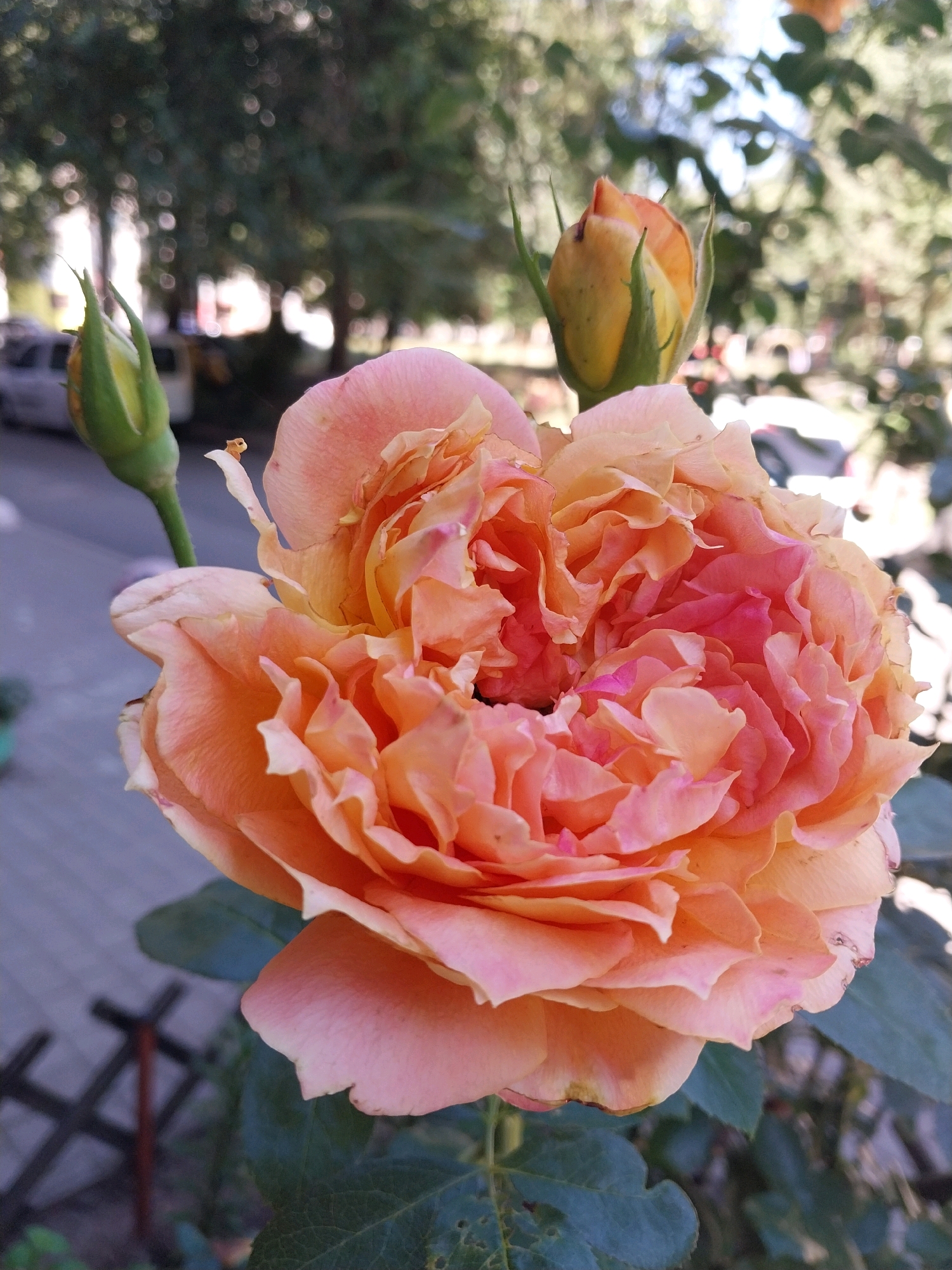A close-up, vertical shot captures a fully bloomed, ruffled peach and pink rose. The rose's petals are layered and voluminous, with a softer peach hue on the outer petals transitioning to brighter pinks and oranges in the center. To the left of the main flower, a closed green bud stands tall on a thin stem. Above and slightly to the right of the main bloom, another rose bud, predominantly yellow with hints of orange and green, is partially visible.
The background is blurred, suggesting an outdoor urban environment. In the far left background, a portion of a light-colored car is visible, parked near a greyish paved surface, possibly a street or sidewalk. Further back, trees with dark green foliage form a dense canopy, interspersed with dappled sunlight creating bokeh effects. To the lower right, a dark, lattice-like fence can be seen, partially obscured by the rose's leaves and petals. The scene appears to be set in the city of Dnipro, Ukraine.