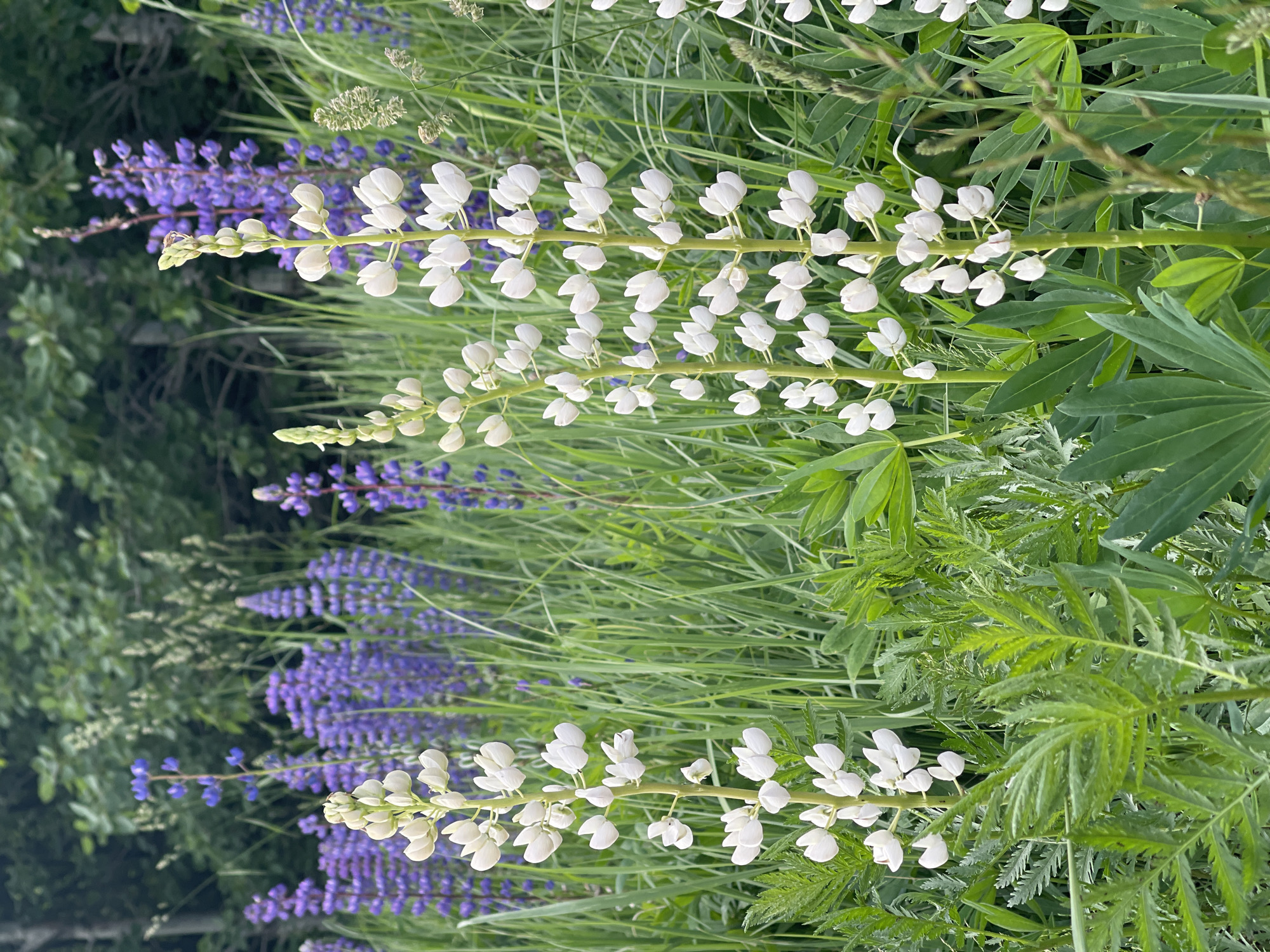 A close-up, eye-level shot captures a field of lupine flowers. In the foreground, two stalks of white lupine stand tall, their delicate white petals forming dense spikes. Behind them, a sea of purple lupine stretches into the background, interspersed with tall green grass. The foliage of the lupine plants, with their distinctive palmate leaves, is visible throughout the frame. The environment suggests a natural, possibly wild, setting, with a dense backdrop of dark green trees indicating a forest edge or a wooded area. The lighting is soft and diffused, suggesting it might be an overcast day or the early morning/late evening. The image is in focus, highlighting the intricate details of the flowers and the surrounding greenery. The location is described as Unknown, Unknown.