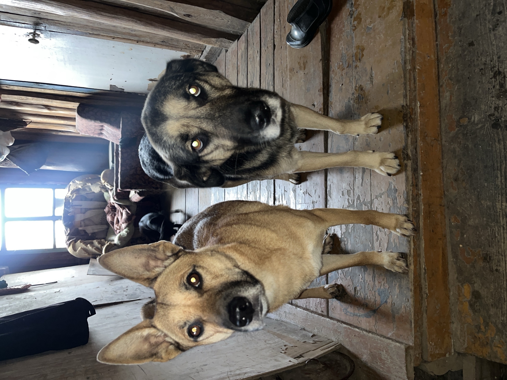 Two dogs, one tan and one black and tan, stand on a wooden platform. The tan dog is on the left, and the black and tan dog is on the right. Both dogs are facing the camera. The tan dog has large, erect ears and yellow eyes. The black and tan dog has floppy ears and yellow eyes. In the background, there is a wooden wall, a window with natural light streaming through, and some furniture. A black shoe is visible to the right of the black and tan dog. The scene appears to be indoors, possibly in a rustic or unfinished building. The image is taken from a low angle, looking up at the dogs.