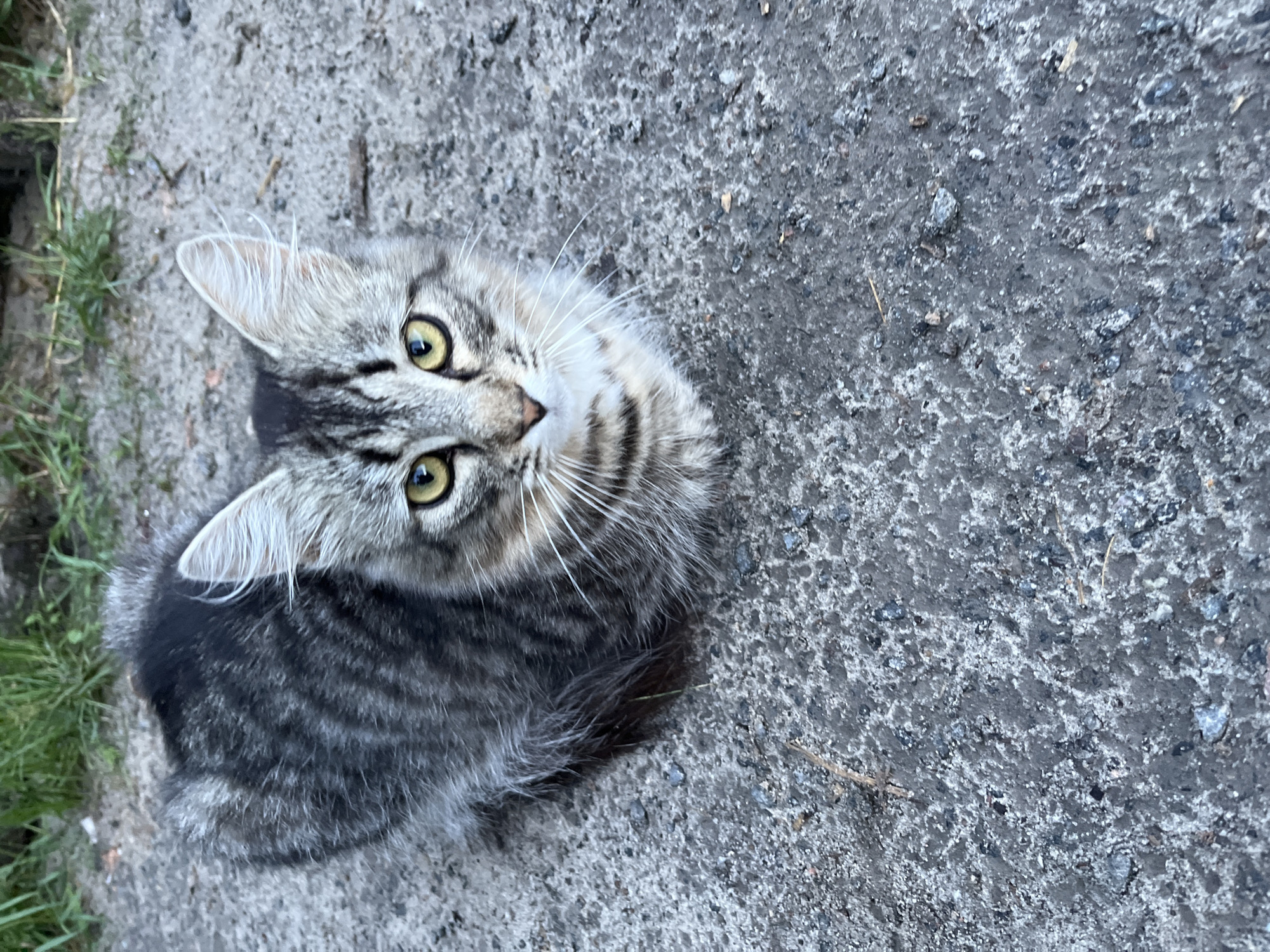 A high-angle, eye-level shot captures a tabby kitten sitting on a concrete surface. The kitten has gray and black stripes, yellow eyes, and white whiskers. Its ears are perked, and it is looking directly at the camera. The concrete is coarse and appears to be outdoors, with some blades of grass visible in the upper left background. The lighting suggests it is daytime.