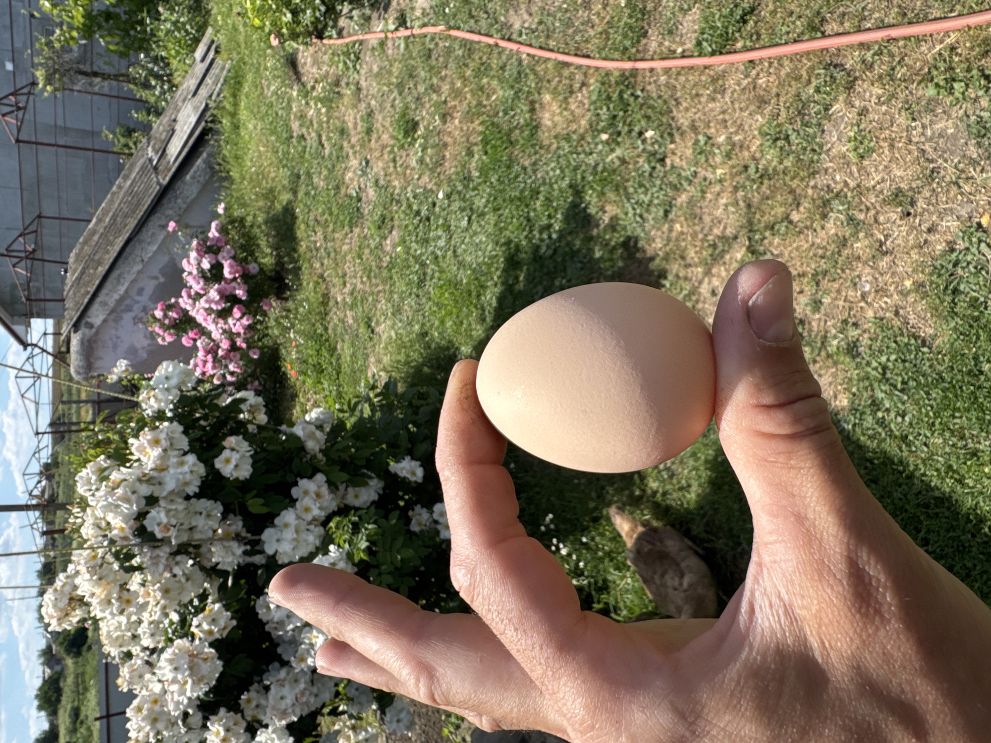 A person's hand holds a light brown egg in an outdoor setting. The hand is in the foreground, with fingers curled to support the egg. The background features a grassy area with some dry patches, a bush with small white flowers, and a bush with pink flowers. A red hose is visible in the upper right portion of the image. In the distance, a gray structure with some metal framing can be seen, possibly a building or shed. The sunlight suggests it is daytime, and the abundance of greenery implies a warm season. The overall mood is calm and natural. There is no visible text.