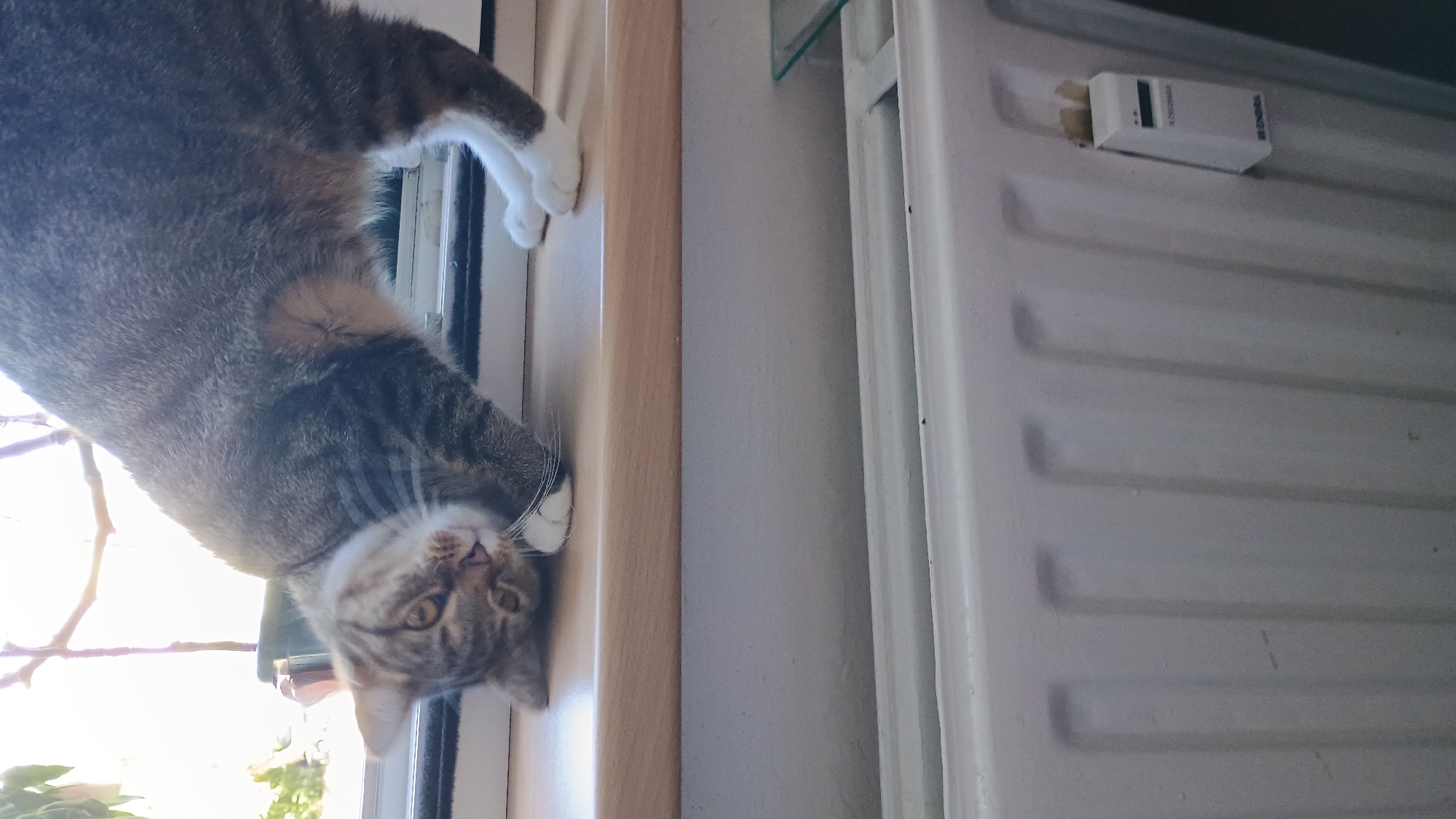 The image captures a domestic scene from Sokolov, Czechia, focusing on a tabby cat resting on a wooden windowsill. The cat is positioned in a playful or curious pose, with its head tilted downwards and its body slightly arched. Its gaze is directed towards the viewer. Behind the cat, a window with a plant branch visible against a bright sky suggests an outdoor view. Below the windowsill, a white radiator with a small white digital device attached to its side is visible, indicating an indoor heating system. The overall environment appears to be a well-lit room.