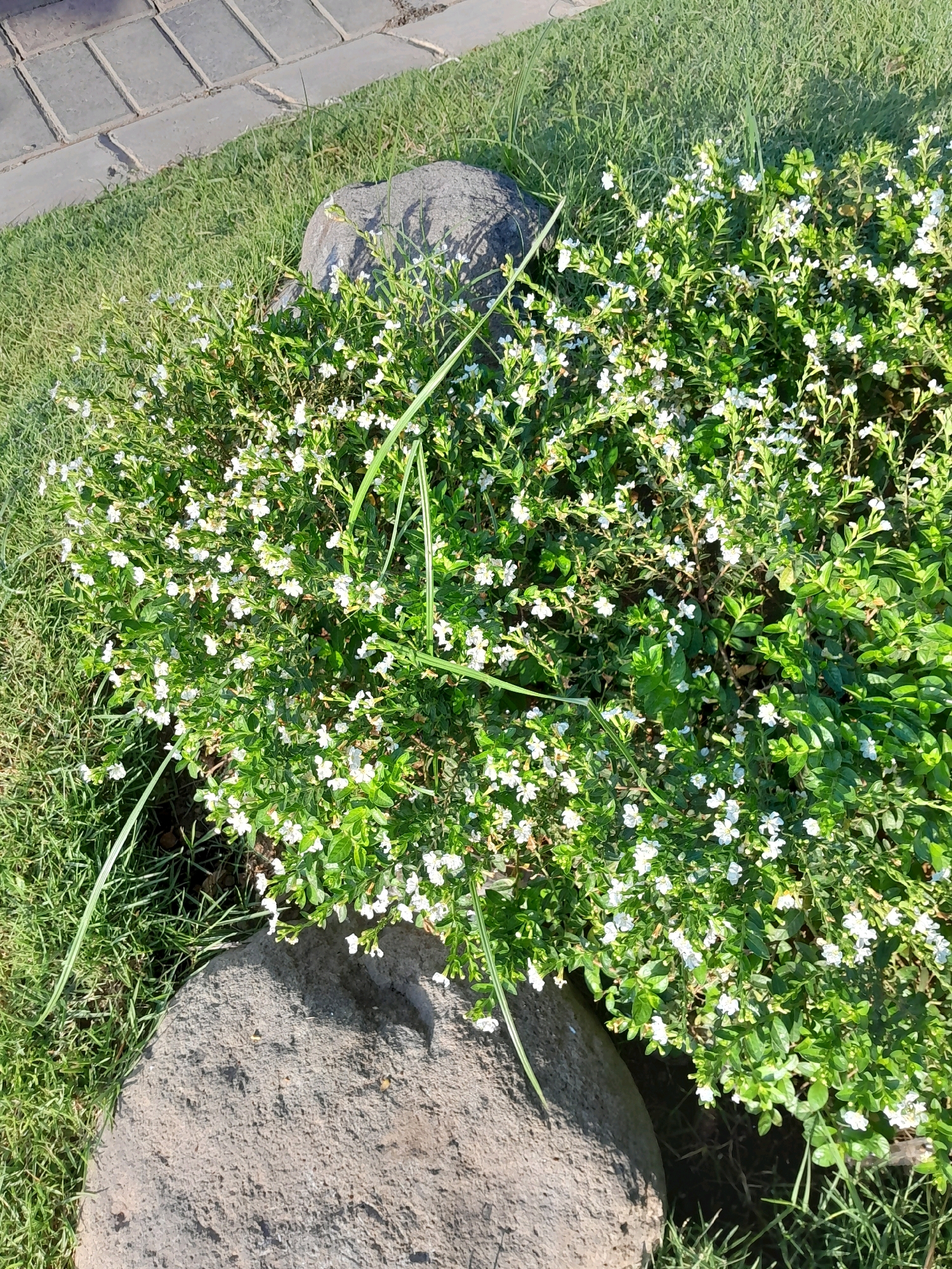 The image displays a close-up, overhead view of a dense, flowering shrub with small white blossoms. The shrub is situated on a patch of green grass, with two rough, grey stones placed near it. To the upper left, a paved walkway made of rectangular grey tiles is visible, also bordered by grass. Long, thin blades of grass are interspersed with the shrub. The lighting suggests it is daytime, with some shadows cast on the grass. The scene is outdoors in a garden or park setting. No people are present in the image.