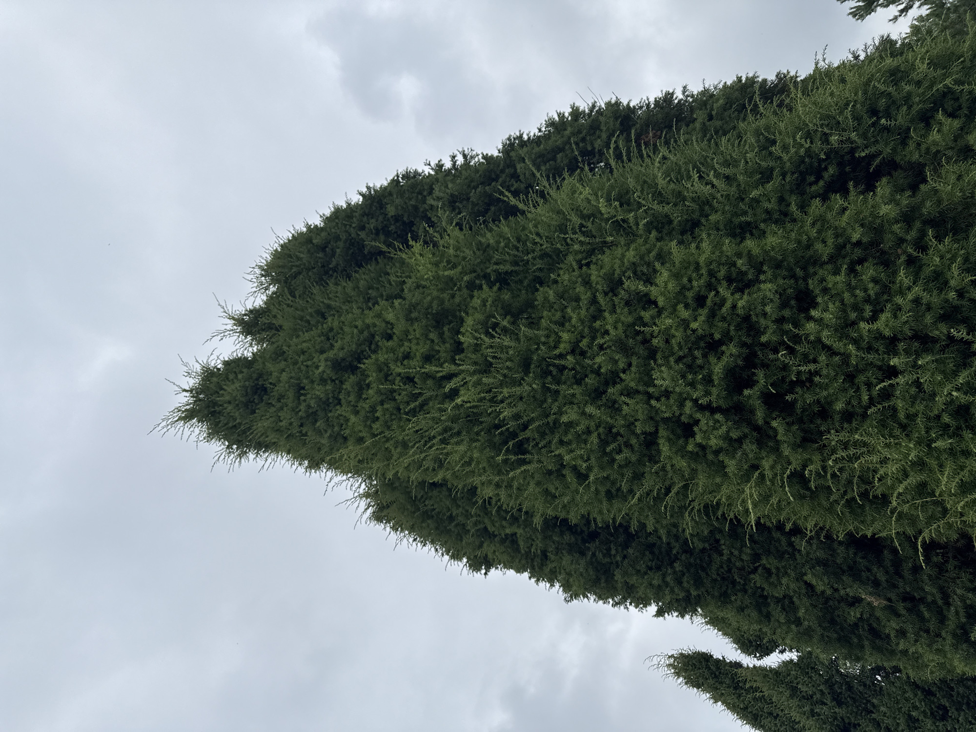 This is a low-angle, full-frame photograph looking up at several tall, dense evergreen trees against an overcast sky. The trees, likely cypress or juniper, are a deep green and have a columnar, tapering shape. Their foliage is tightly packed and feathery. The sky is a uniform light gray, with some subtle cloud formations. There are no people or animals visible. The scene suggests a cool, possibly damp, day. The location is the city of Kamensk-Uralsky, Russia, though no specific landmarks are identifiable.
