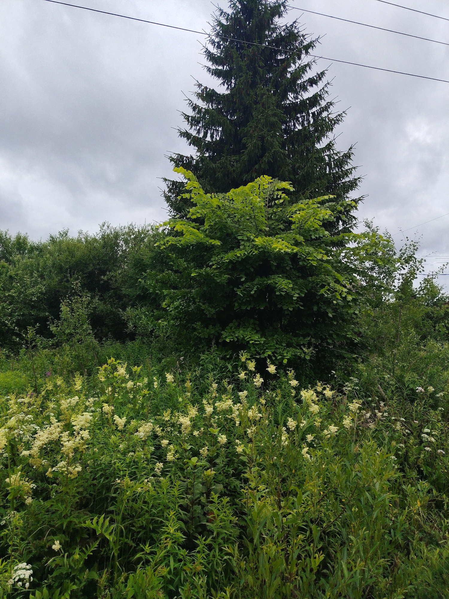 The image depicts a dense green landscape with a tall evergreen tree dominating the background. In the foreground, a variety of lush green plants and smaller trees are visible. White and yellow wildflowers are scattered throughout the vegetation. Overhead, power lines traverse the cloudy sky. The scene appears to be an outdoor, natural environment, likely in a rural or semi-rural setting, potentially the outskirts of Мшинская, Russia.