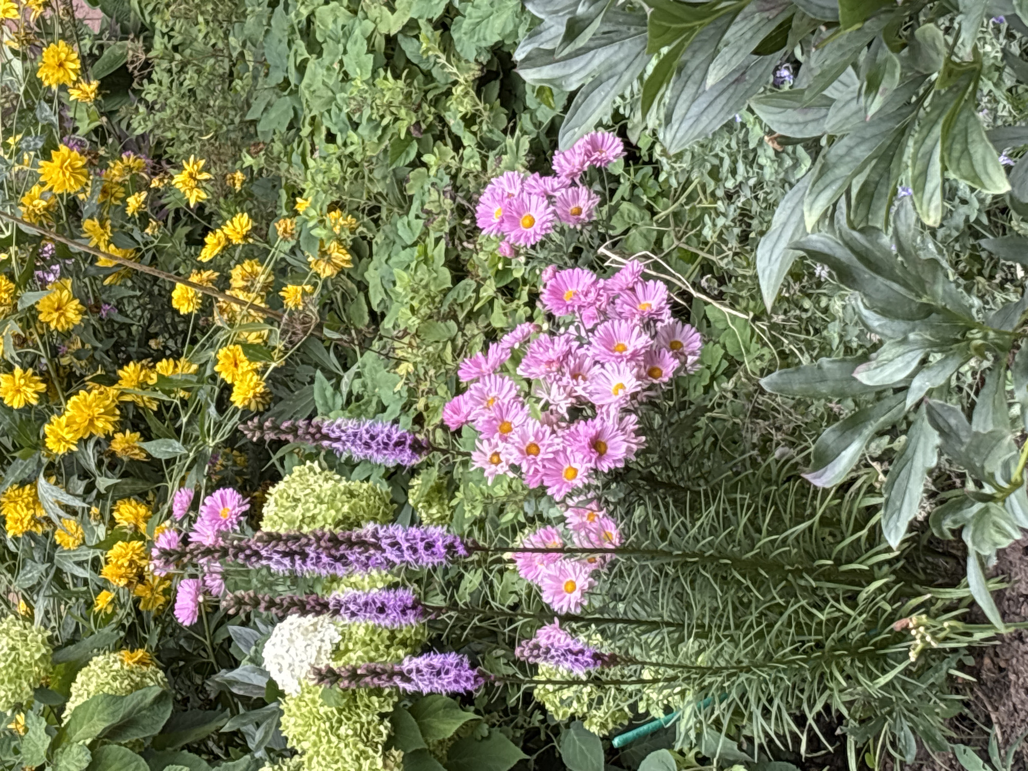 The image depicts a close-up view of a vibrant garden scene, likely located in Odintsovo, Russia. The foreground is dominated by lush green foliage, with large, grey-green leaves of a plant like a peony or hosta prominently displayed. To the left of these leaves, slender, spiky purple flower stalks, possibly Liatris, rise vertically. Interspersed among the Liatris are clusters of delicate pink aster-like flowers with bright yellow centers. In the background, a profusion of bright yellow flowers, likely Goldenrod or similar species, forms a dense, sunny backdrop. Hints of light green and white hydrangeas can be seen on the far left, adding textural variety. The overall impression is one of a thriving, diverse garden in bloom, characterized by a rich interplay of colors and textures. No people or animals are visible in the image.