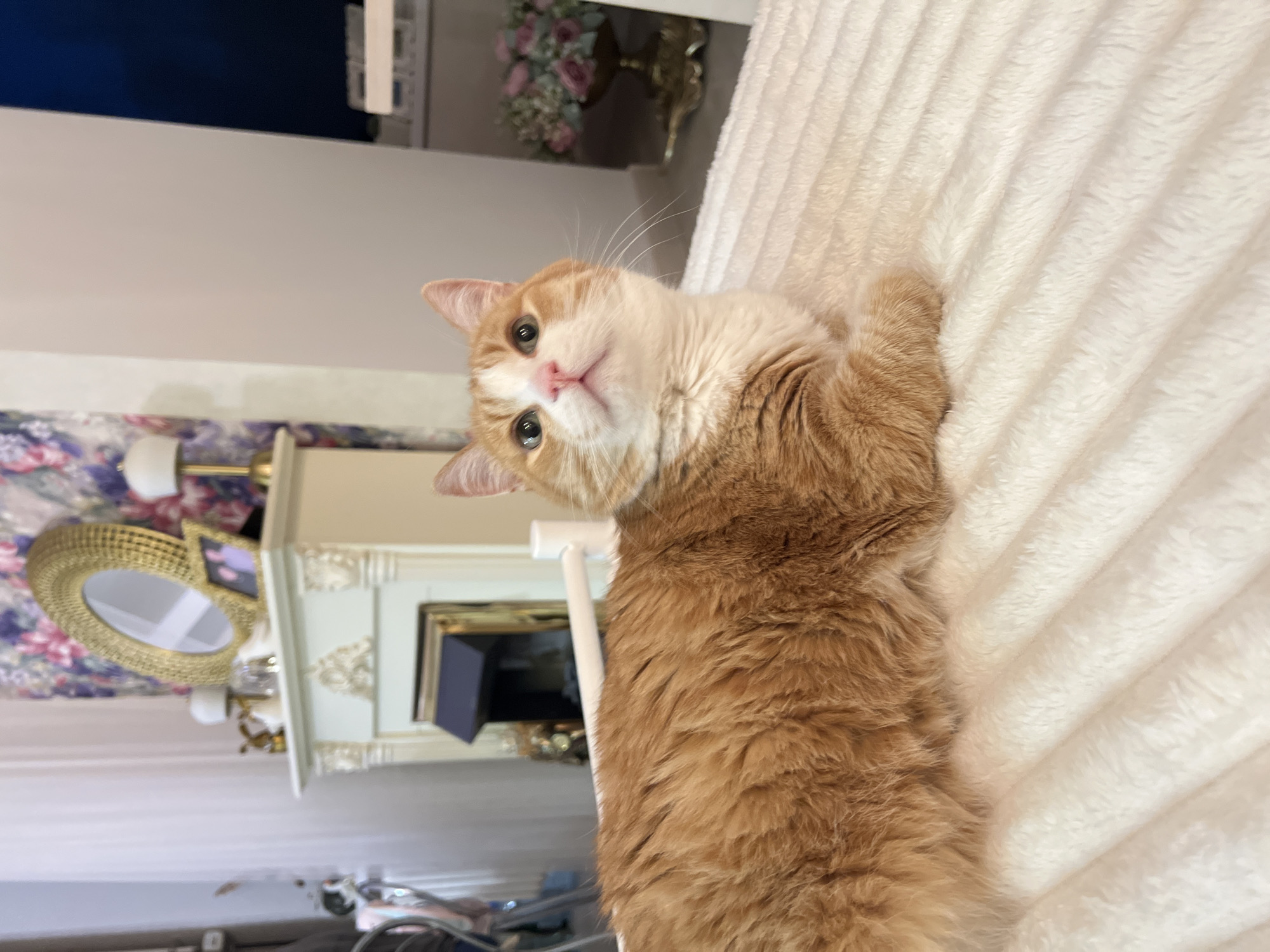 An orange and white cat is lying on a white blanket. The cat is looking at the camera. Behind the cat is a room with a fireplace, a mirror, and a floral arrangement. The image was taken in the city of Chaikovsky, Russia.