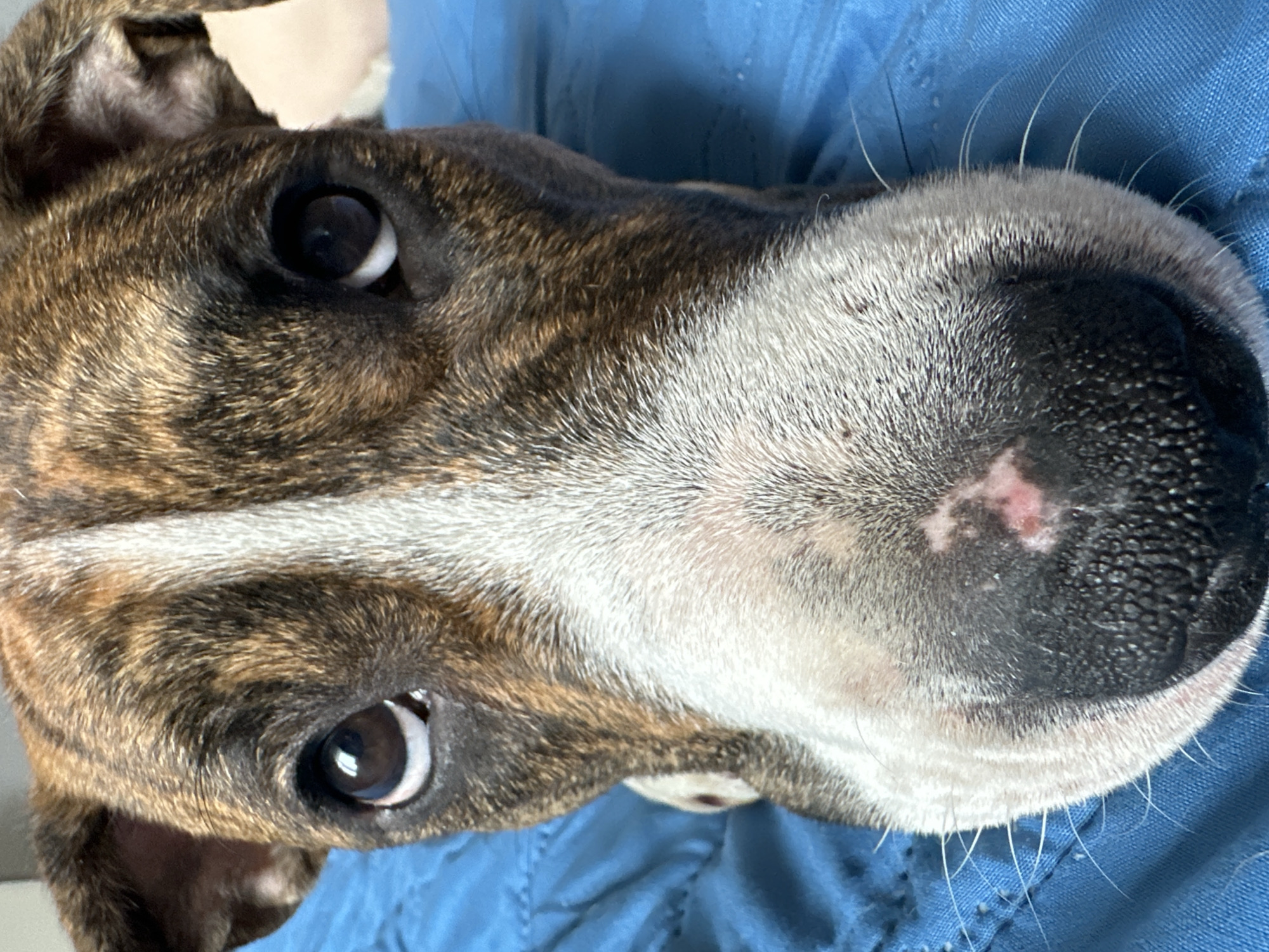 A close-up, high-angle shot captures the head and face of a brindle and white dog, situated in Trudovaya, Russia. The dog's head is tilted, with its dark, expressive eyes looking directly towards the viewer. Its fur displays a distinct brindle pattern of brown and dark stripes, contrasted by significant white markings around its muzzle and extending upwards between its eyes. A black, moist-looking nose is prominent, featuring a distinct pinkish-red patch on its upper right side. Numerous long, white whiskers protrude from the muzzle and chin. The bases of the dog's dark, furred ears are visible at the top of the frame. The dog appears to be resting or lying down on a textured, ruffled blue fabric, which occupies the background, possibly indicating bedding or clothing. A blurry, light-colored area is visible in the upper left background, suggesting an indoor setting. The dog's expression appears calm and attentive. There is no visible text in the image.