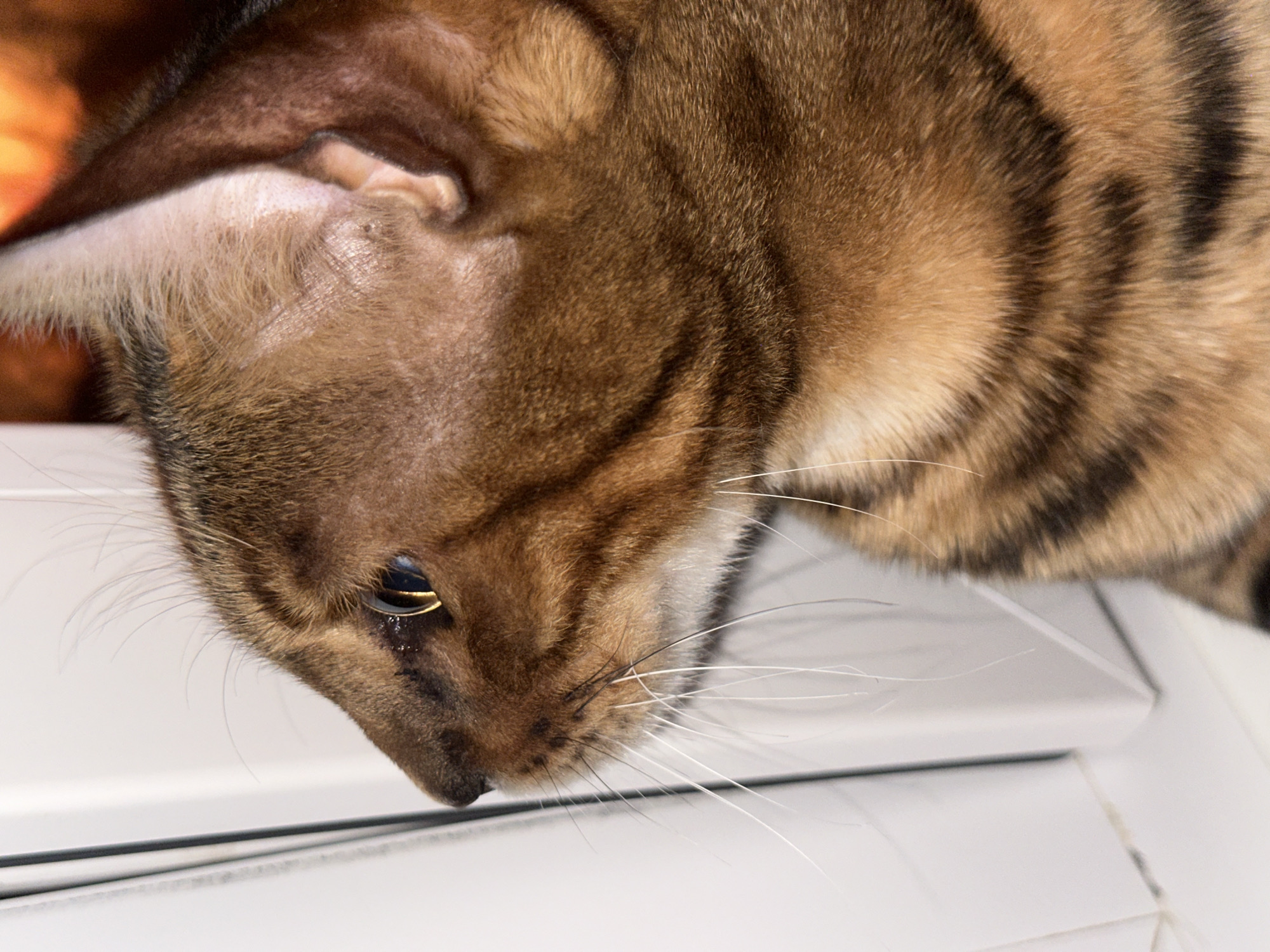 A close-up profile of a Bengal cat's head and upper torso is captured in a photograph. The cat has distinct markings with streaks of dark brown and black against a reddish-brown coat. Its eye, a golden-yellow, is visible, reflecting light. The cat's whiskers are long and white, some appearing to be a darker grey. The background consists of a white, possibly tiled, surface on the left and a warm, out-of-focus orange glow on the right, suggesting a light source or fire. The cat appears to be looking to the left, possibly out of a window or towards a wall. There are no people or other animals present. The image does not provide any information about the city of Energetik, Russia, or any specific location within it.