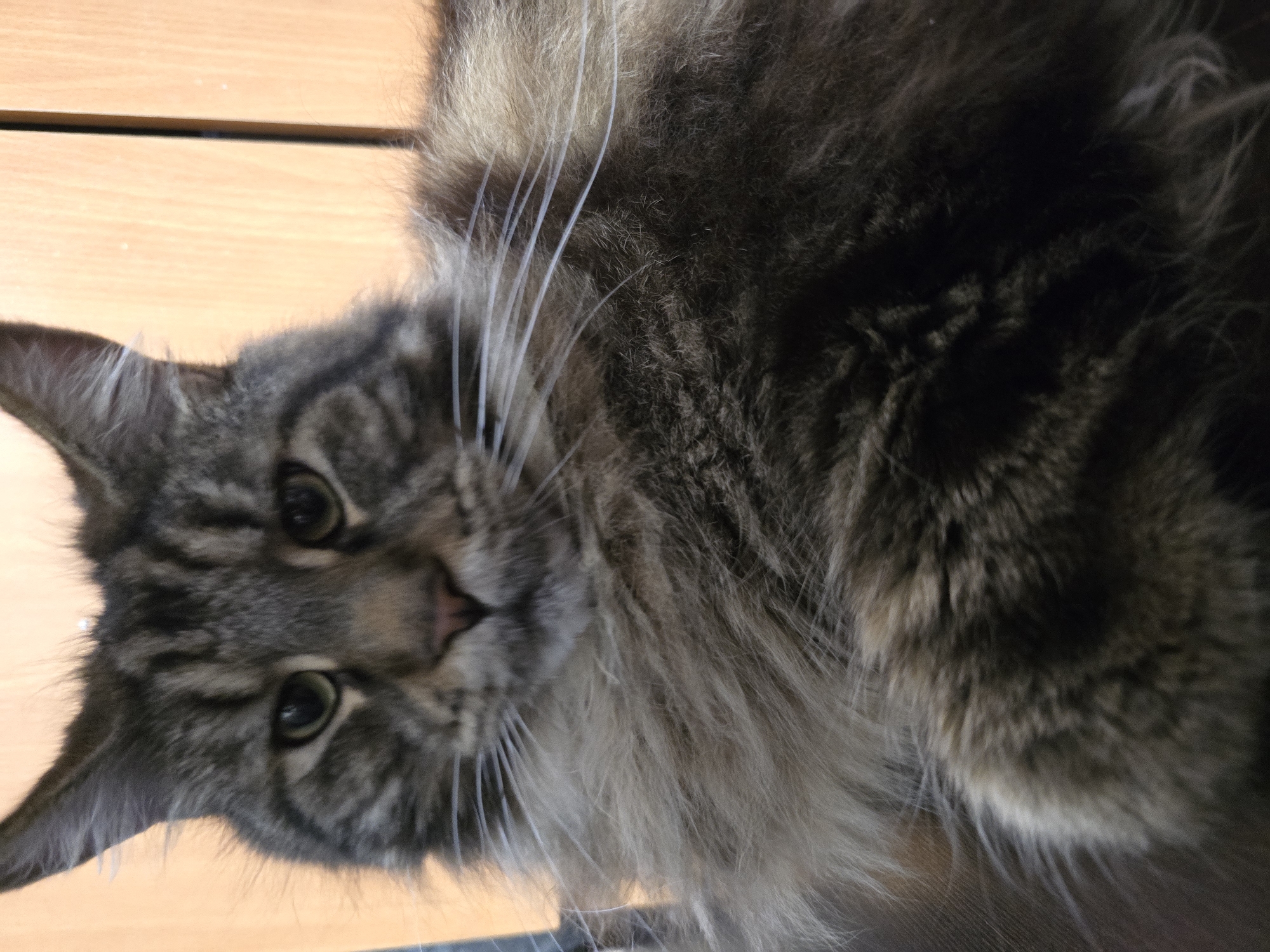 A close-up, head-on shot of a large, long-haired, tabby cat is captured in this image. The cat's face is the primary focus, with its patterned fur in shades of gray, black, and brown clearly visible. Its green eyes are looking directly at the camera, and its pink nose is prominent. The cat's whiskers are long and white, fanning out from its muzzle. Its fluffy mane extends down its chest and onto its body, obscuring much of its form. The background appears to be a wooden surface, possibly furniture or a wall, with a vertical dark line suggesting a seam or edge. The lighting is soft, casting subtle shadows and highlighting the texture of the cat's fur. There is no indication of the city of Krasnoyarsk, Russia, or any other specific location.
