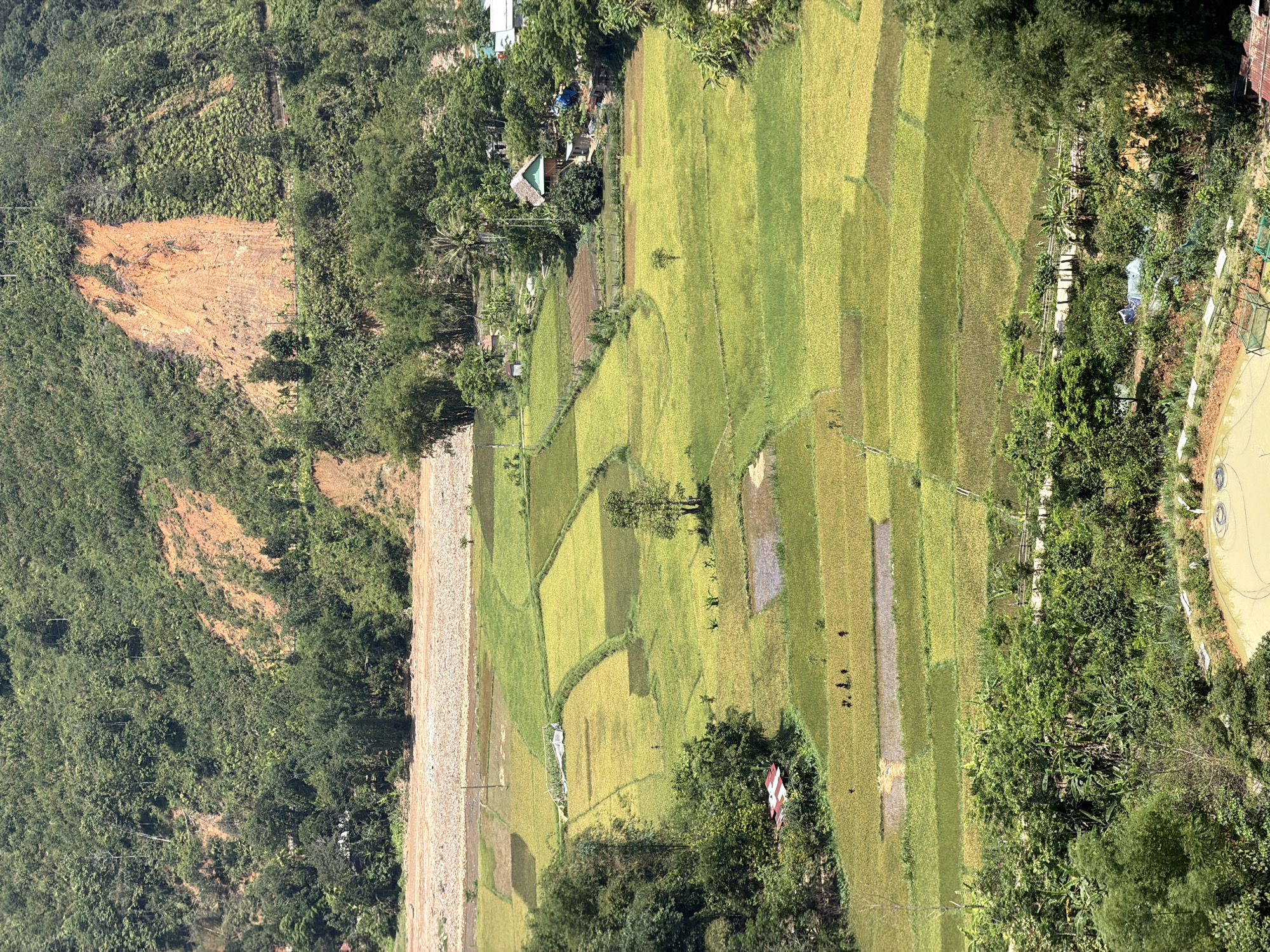 The image presents an aerial view of a rural landscape in Đà Nẵng, Vietnam. A terraced rice field dominates the scene, displaying a striped pattern of varying shades of green and golden yellow, indicative of different stages of crop maturity. Several figures are visible in the rice fields, presumably farmers tending to the crops. Interspersed among the fields are small plots of other cultivated land, and scattered buildings, including what appears to be a residential area with traditional stilt houses. Adjacent to the rice fields is a strip of dense vegetation. To the left, a hillside exhibits a significant area of exposed soil, suggesting a landslide or recent deforestation. A narrow band of compacted earth is visible running adjacent to the hill and rice fields. In the upper right corner, there's a body of water. The overall impression is that of a rural agricultural area in transition, with signs of both natural activity and human intervention in the landscape.