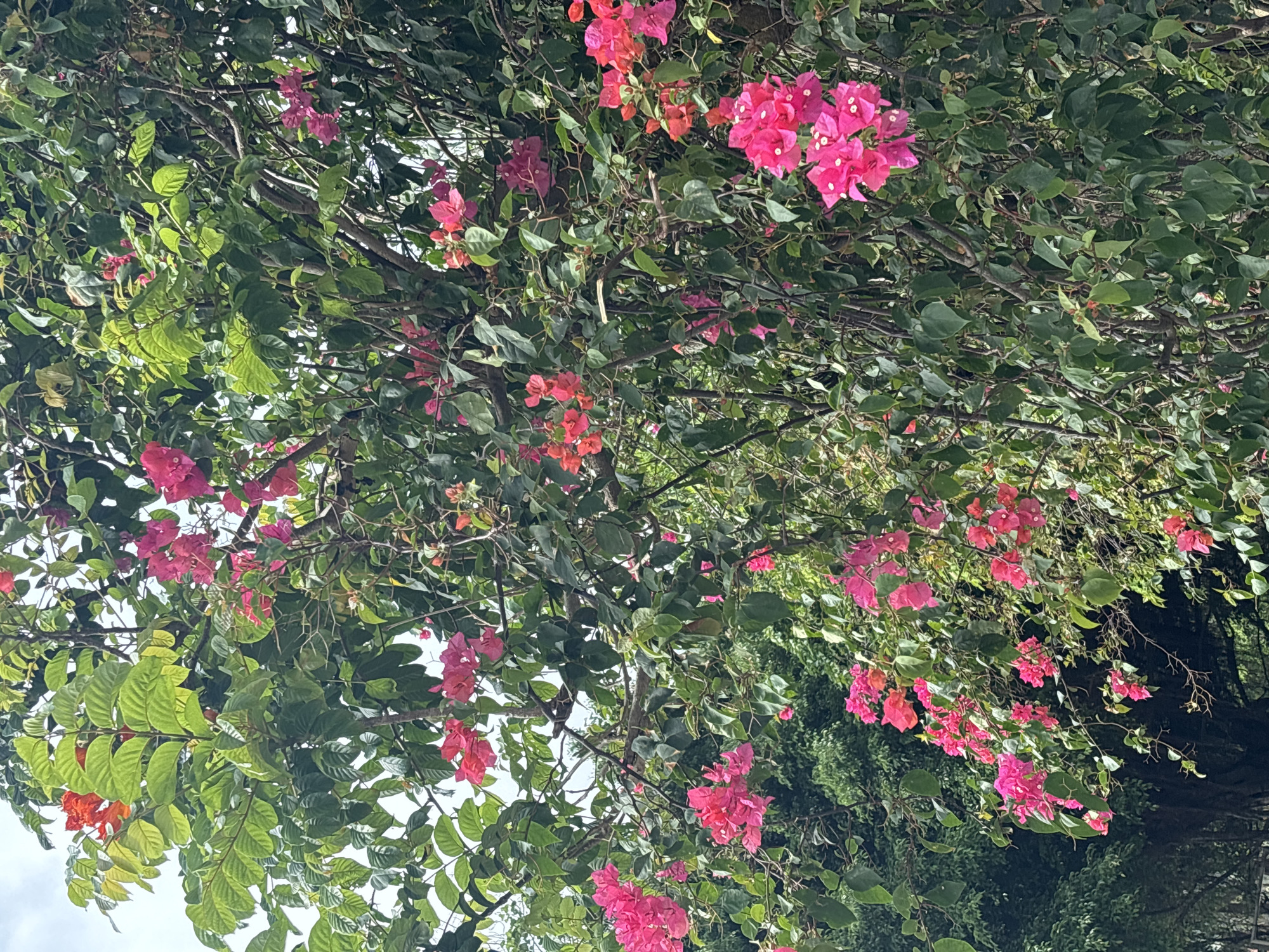 The image shows a close-up of a vibrant bougainvillea plant with numerous bright pink and some orange-red bracts. The plant is dense with dark green leaves and woody stems, creating a lush, overgrown appearance. The bougainvillea appears to be growing on a trellis or climbing structure, with branches reaching upwards and outwards. In the background, darker green foliage of other trees and bushes is visible, suggesting an outdoor setting. The sky is overcast, providing diffused light that highlights the colorful blooms. The location is identified as Xincun, China. There are no people or animals visible in the image.