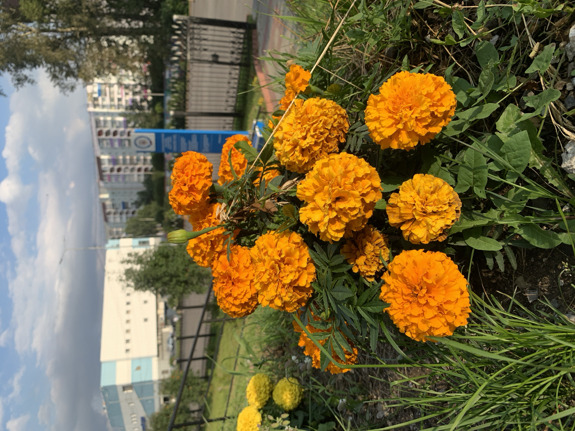 In Prokopyevsk, Russia, a cluster of vibrant orange marigolds are in focus, their petals forming dense, ruffled heads. Surrounding them is lush green grass and a few dried stalks. In the background, out of focus, a modern building with a white and light blue facade stands under a cloudy sky. Further in the distance, taller residential buildings line the horizon, and a dark metal fence encloses a grassy area. A tall light pole is visible near the white building. The image captures a slice of urban greenery against an architectural backdrop.