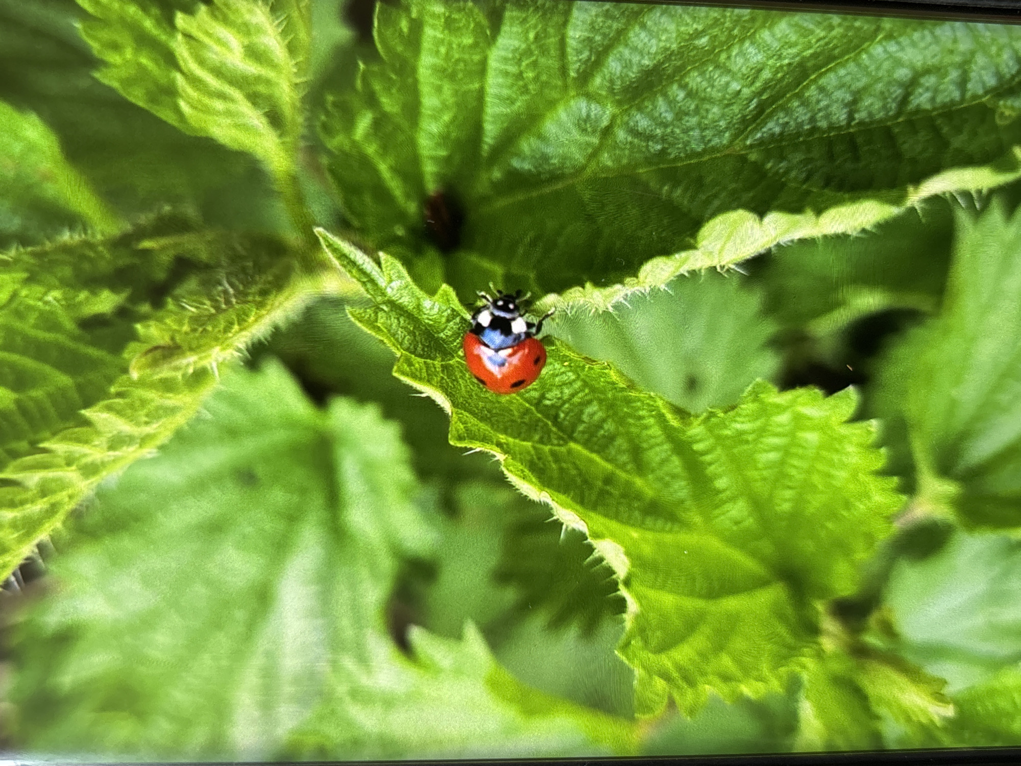 A close-up photograph features a ladybug (ladybird) resting on a vibrant green leaf. The ladybug, positioned slightly below the center of the frame, exhibits a black head with distinct white markings, a black and white pronotal shield, and a bright red body. While individual black spots on the red elytra are not clearly visible due to the angle and resolution, its overall pattern is consistent with a harlequin ladybird.
The leaf the ladybug is on is a rich green, displaying visible veins and serrated, slightly hairy edges. The surrounding background consists of blurred green foliage, suggesting a shallow depth of field, which emphasizes the ladybug and its immediate leaf. Other leaves in the background show similar textures and shades of green. The lighting appears natural and bright, indicating it is daytime. The overall setting is an outdoor natural environment, such as a garden or park, consistent with the given location context of Wolverhampton, United Kingdom. There is no visible text in the image. The image captures a serene moment of insect life amidst lush greenery.
