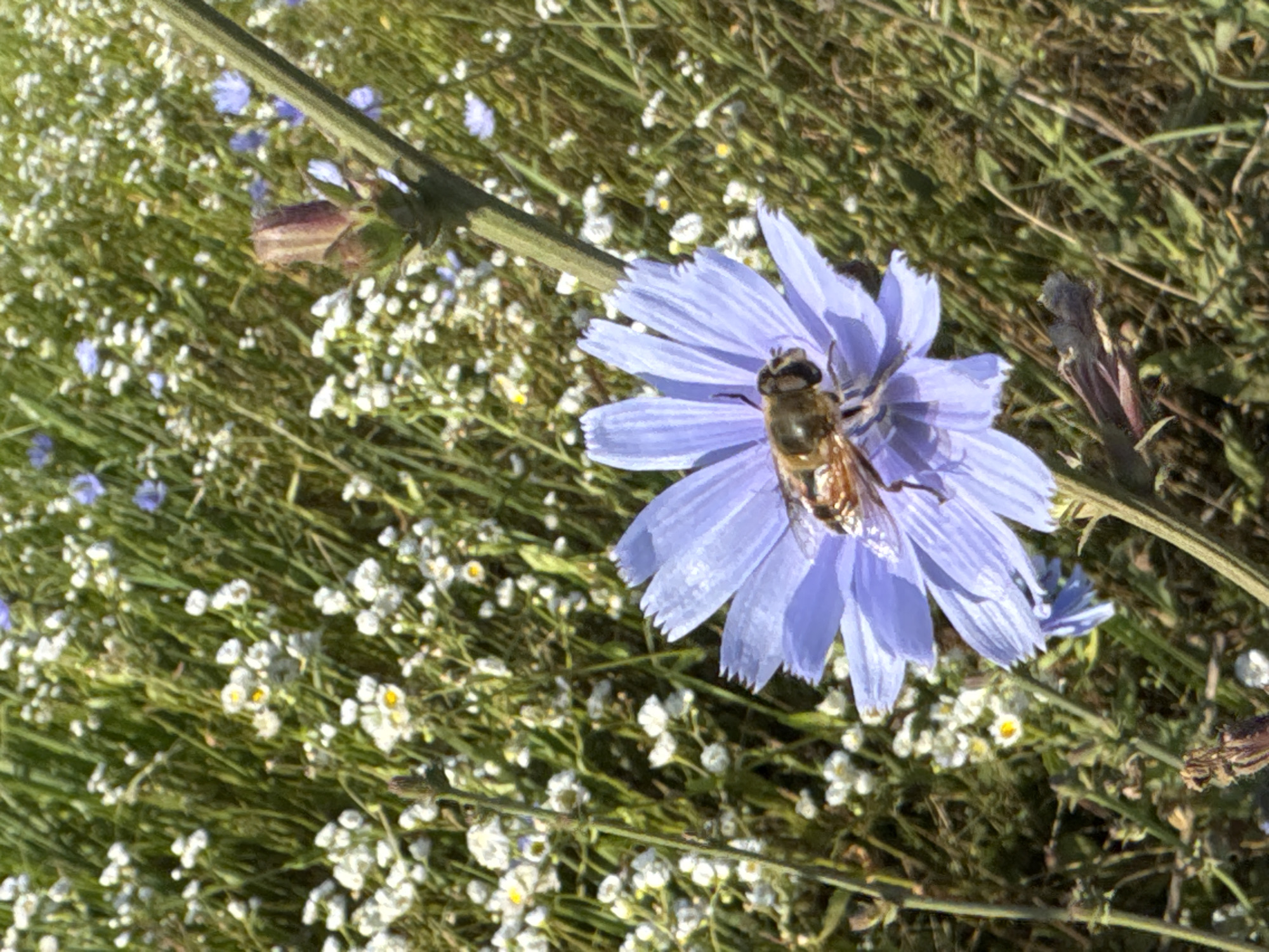 In a field of small white and blue flowers, a single large purple flower with a bee on it is in the foreground. The bee is brown and yellow and is facing left. The flower is a vibrant purple with delicate petals. The background is a blur of green grass and more flowers, suggesting a natural, outdoor setting. The image appears to be taken in Mikhaylovsk, Russia, where fields of wild flowers are common.