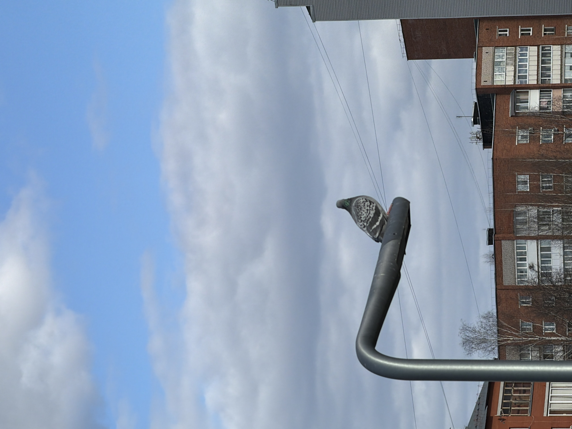 A pigeon perches on a gray metal street lamp in Votkinsk, Russia. The background features a cloudy sky, a multistory brick apartment building with multiple windows, and overhead power lines. A leafless tree is visible in front of the apartment building.