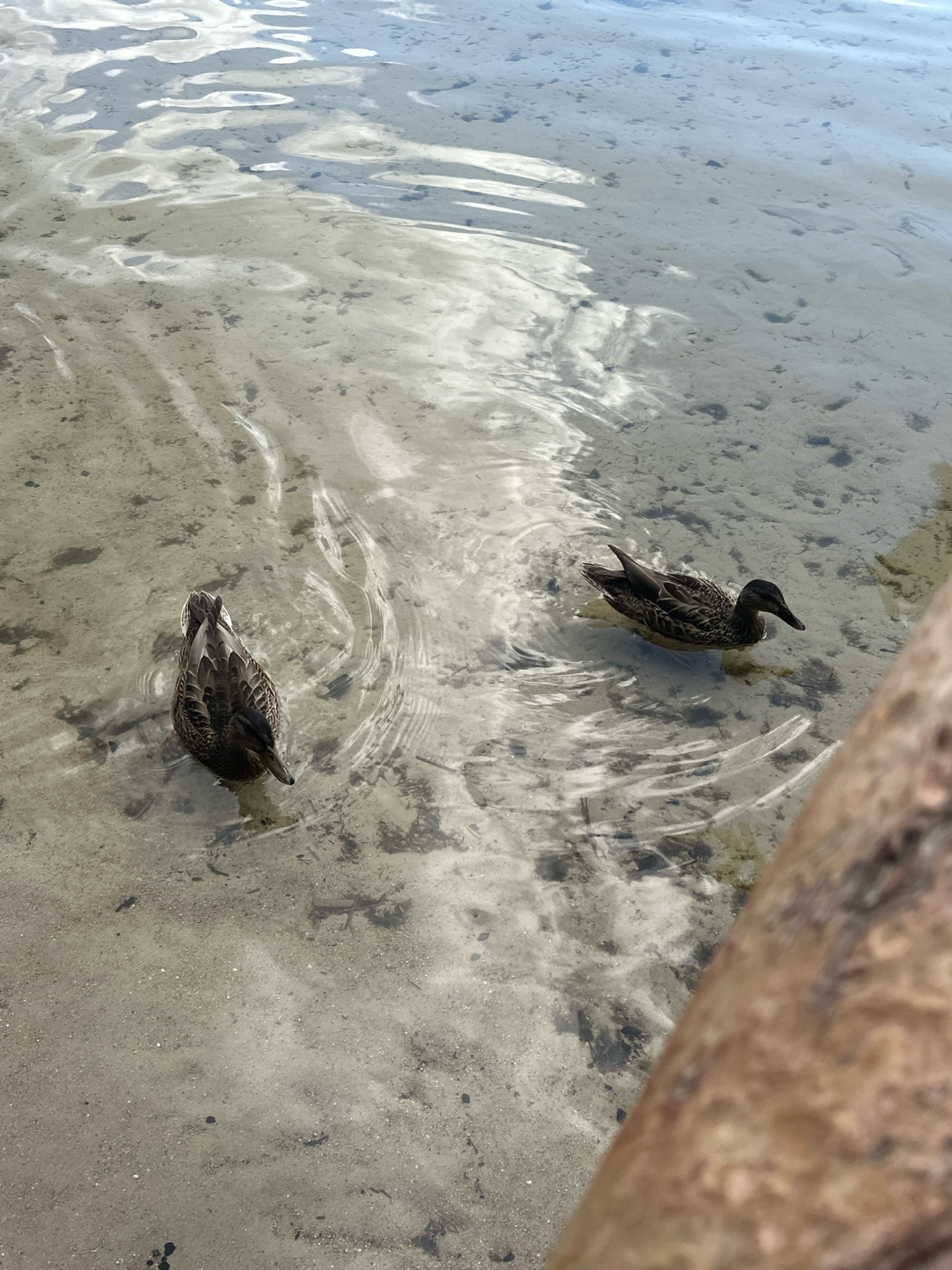 Two ducks are swimming in shallow, clear water over a sandy bottom, with reflections of the sky visible on the water's surface. The scene appears to be near the shore of a body of water in the Мядзельскі сельскі Савет region of Belarus. A portion of a wooden structure, possibly a dock or railing, is visible in the foreground on the right side of the image.