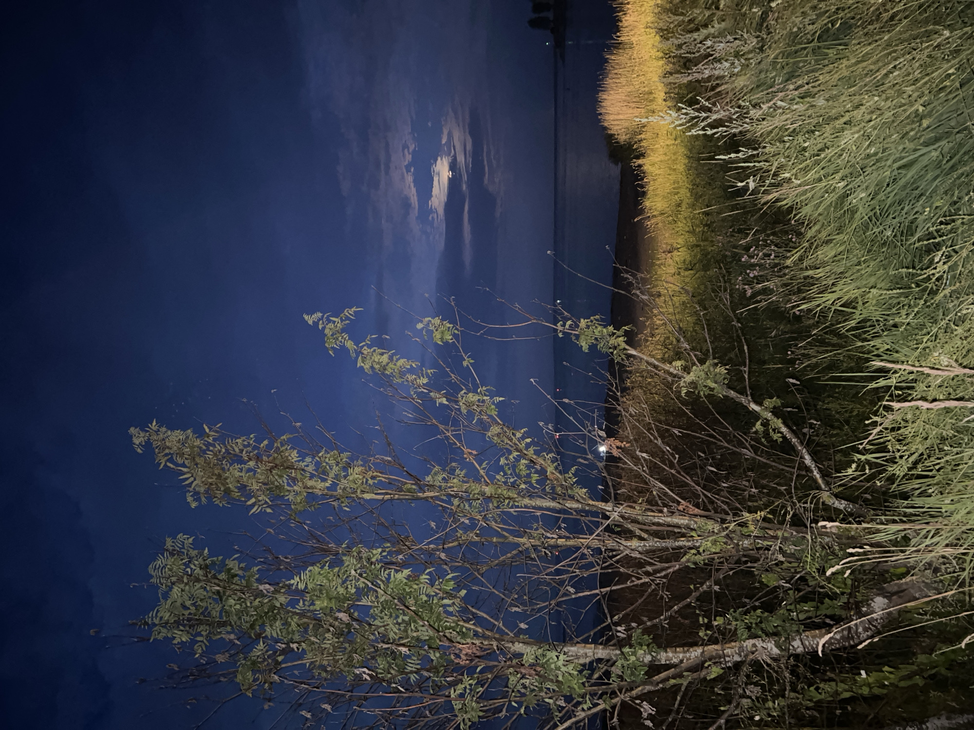 The image depicts a nighttime scene near the Neva River in Imeni Morozova, Russia. In the foreground, a leafless tree with sparse green foliage stands on the left, partially obscuring a dense patch of tall grass and reeds. The grass in the mid-ground is illuminated by artificial light, creating a golden hue. Beyond the vegetation, the Neva River stretches across the frame, its dark surface reflecting the dim light. The sky is a deep navy blue, with scattered clouds partially veiling a visible moon. In the far distance, faint lights suggest structures or activity on the opposite bank of the river. The overall atmosphere is serene and slightly mysterious, characteristic of a moonlit night.