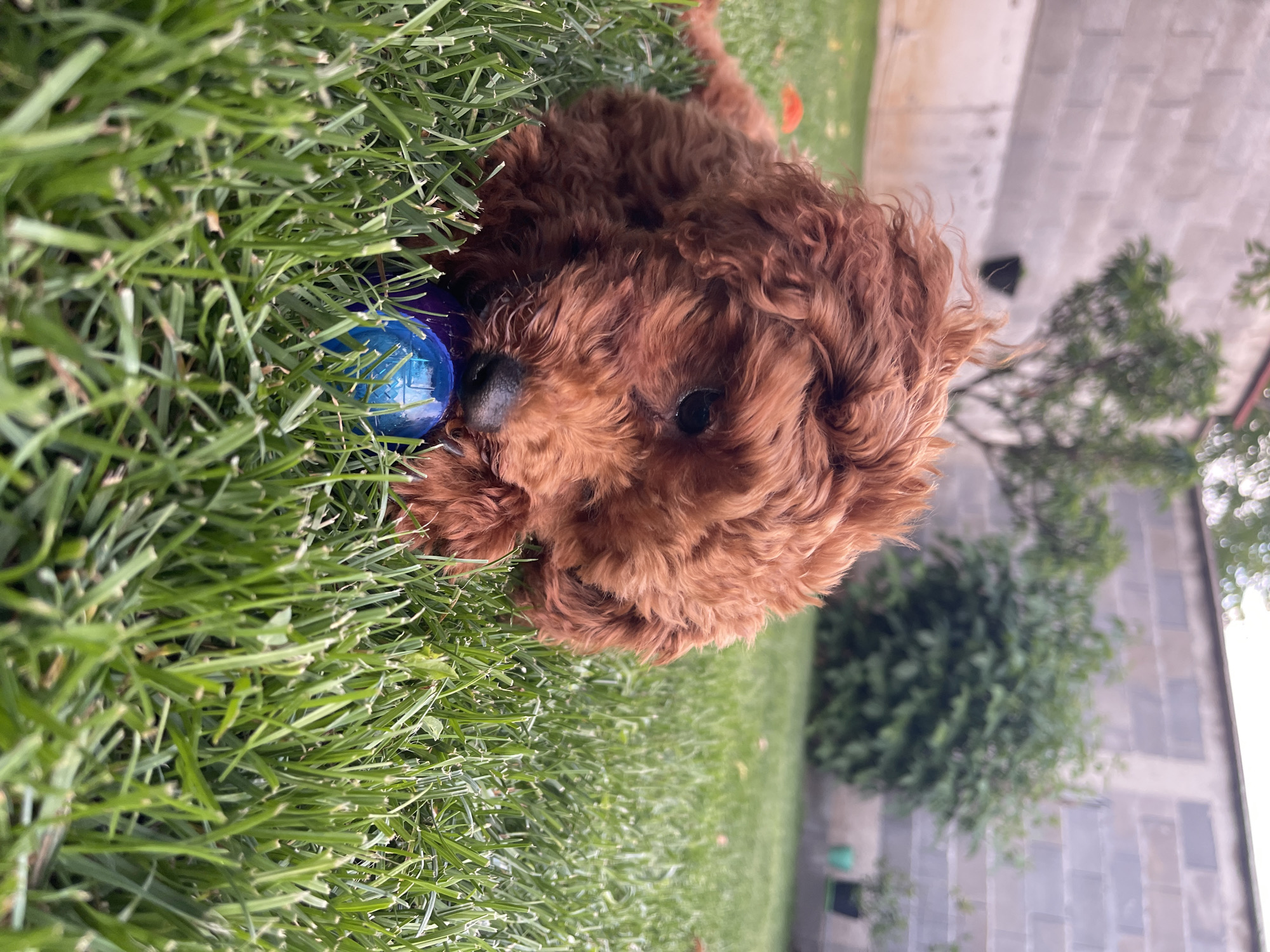 The scene is located in the city of Sofia, Bulgaria.
A single, young, reddish-brown curly-haired dog, specifically a puppy, lies prone on a manicured green lawn. Its head is lowered, and its snout is actively engaged with a blue and purple chew toy held between its front paws. The puppy's fur is dense and appears to be a consistent reddish-brown hue. Its dark eyes are visible.
The foreground and midground are dominated by lush, green grass blades, sharply in focus around the puppy and the toy. In the background, a light-colored concrete block wall, constructed from rectangular masonry units, spans horizontally. Behind the wall, various green foliage is present, including a sparse tree to the left and a denser, rounded shrub to the right. Two dark-colored potted plants sit at the base of the wall on the right side of the frame. A small, diffuse orange object is visible on the grass in the upper left background. The lighting suggests natural daylight, creating soft illumination across the scene. No individuals are present.