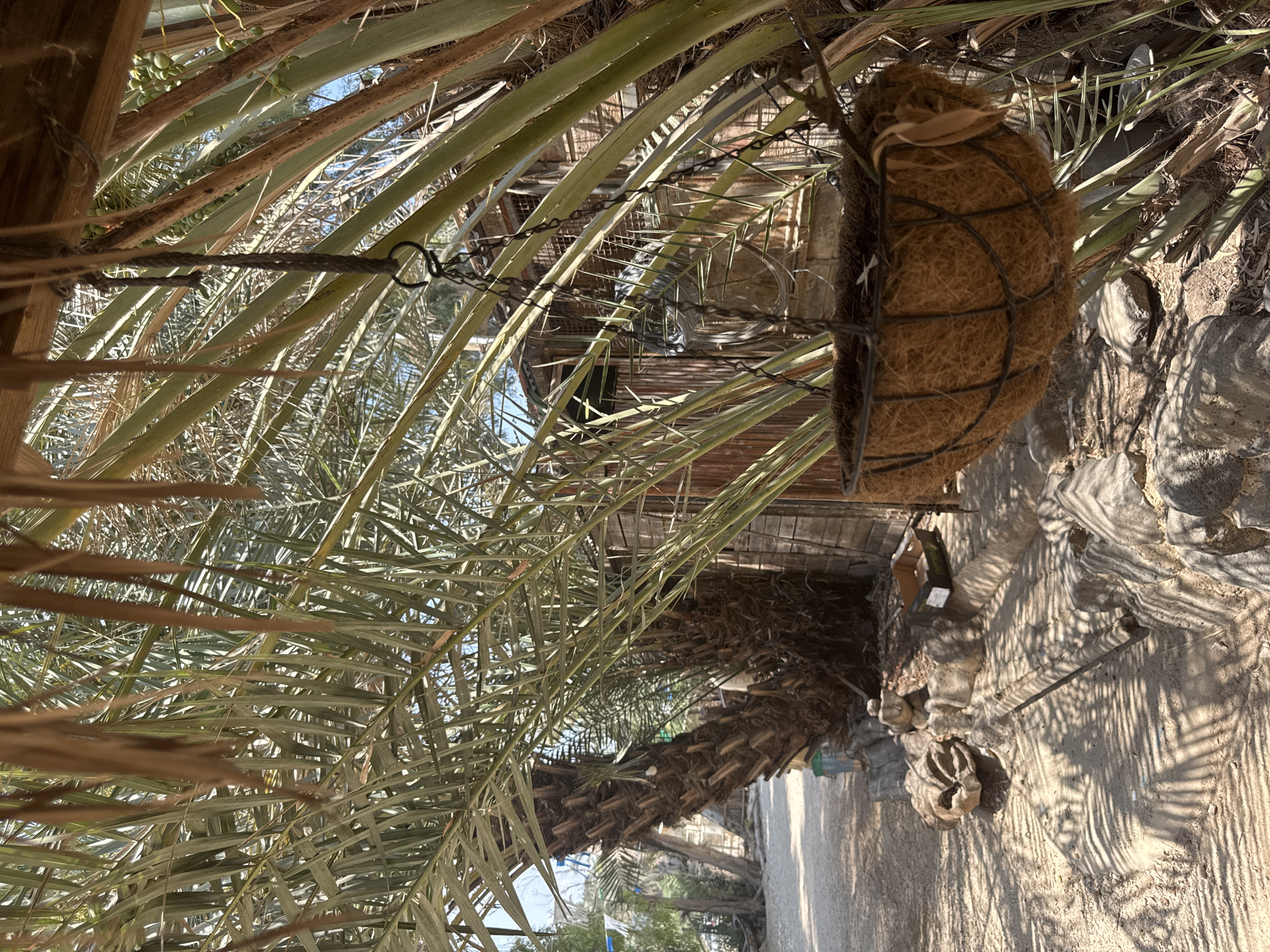 This image depicts an outdoor scene, likely within the Emek HaYarden Regional Council, Israel. The foreground is dominated by the fronds of palm trees, casting dappled shadows on a sandy path and rocky terrain. A hanging basket made of wire and coir, containing some dry soil, is suspended from a chain amidst the palm fronds. In the background, a rustic wooden structure, possibly a shed or small building, is visible, surrounded by more palm trees and vegetation. The ground is a mix of sand and stones, with some scattered debris. The overall impression is of a warm, outdoor environment with a natural or semi-natural setting. There are no people visible in the image.