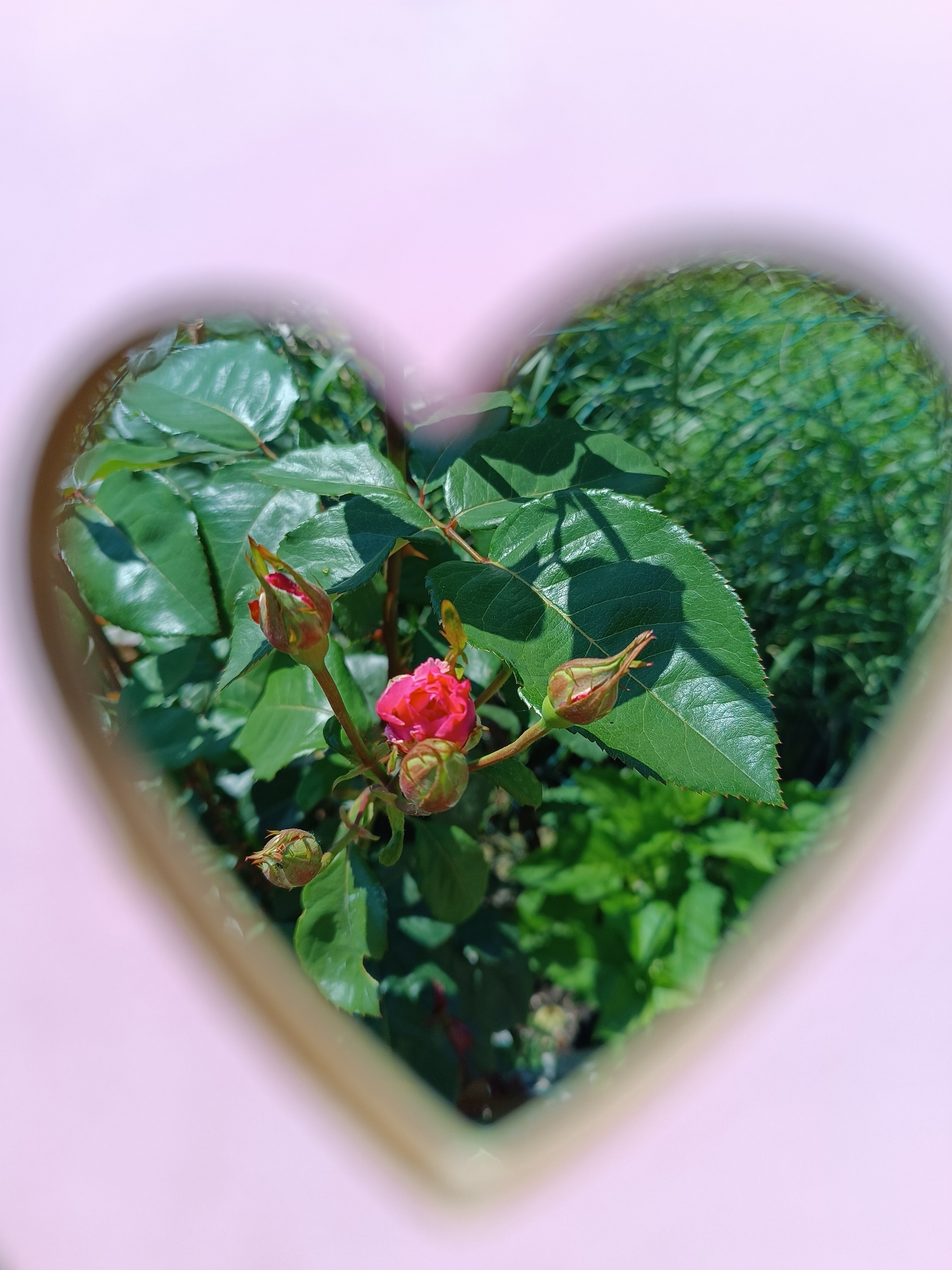 The image features a cluster of rosebuds and one partially bloomed pink rose, surrounded by lush green leaves, viewed through a heart-shaped frame. The background consists of additional greenery, possibly other plants or grass. The color surrounding the heart frame is a pale pink. The location is not discernible from the image. The presence of a heart-shaped frame suggests a potentially romantic or sentimental context.