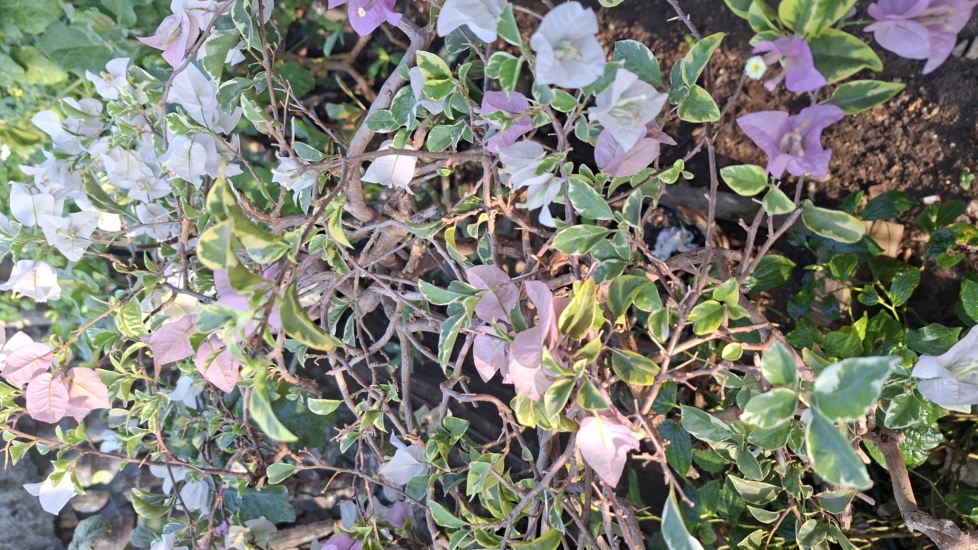 A close-up, eye-level shot captures a bougainvillea plant with a mix of white, pale pink, and lavender bracts, interspersed with variegated green and white leaves. The branches are thin and woody, forming a dense network. The background shows a mixture of dark soil and some green foliage. The lighting suggests it is daytime, possibly late afternoon, with sunlight casting shadows and highlighting parts of the plant. The image appears to be taken outdoors, likely in a garden or park setting. It's not possible to determine the specific location within Palembang, Indonesia from the visual information provided.