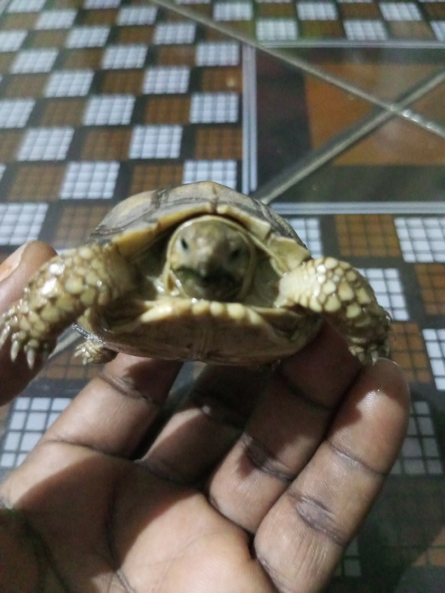 An adult human hand with a dark skin tone holds a small, light-colored tortoise. The tortoise, positioned face-forward towards the viewer, has a patterned, domed shell in shades of brown and tan. Its head is slightly blurred but discernible, and its scaly legs, patterned with lighter and darker patches, are visible extending from its shell, with claws present on the forelimbs. The hand supports the tortoise from beneath, with fingers wrapped around its underside. The background is out of focus, displaying a tiled or patterned surface consisting of a grid of alternating light-colored and brown squares. A diagonal structure, possibly a reflection or a divider, is visible in the upper right quadrant of the background. The scene is situated indoors in Barden Yana, Nigeria.