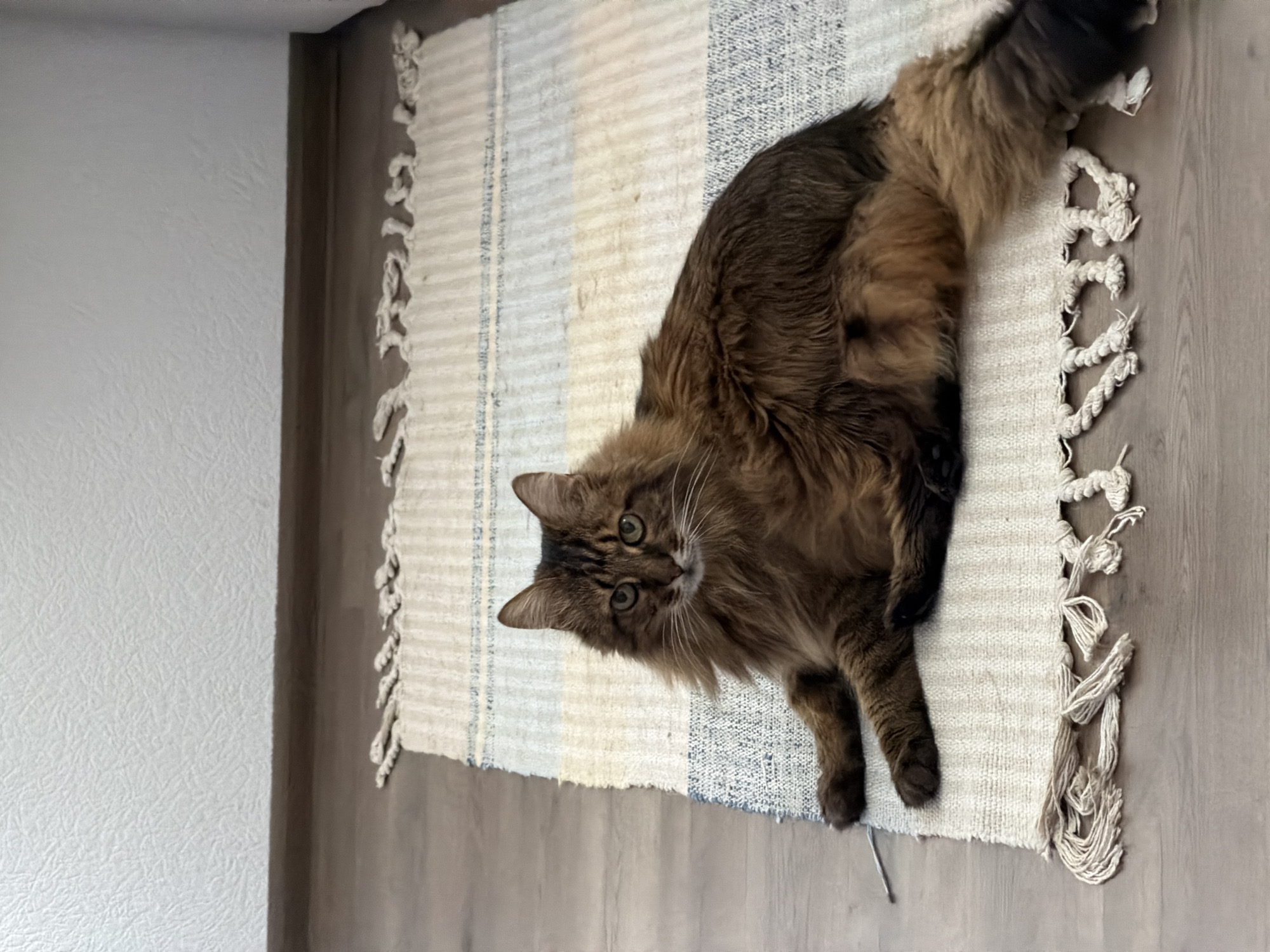 A long-haired brown cat is lying on a striped rug on a wooden floor. The rug has cream, light blue, and darker blue stripes, with tassels on the ends. The cat is looking at the camera with green eyes. The background shows a white textured wall and a wooden baseboard. The image appears to have been taken indoors in a residential setting. The location is not specified.