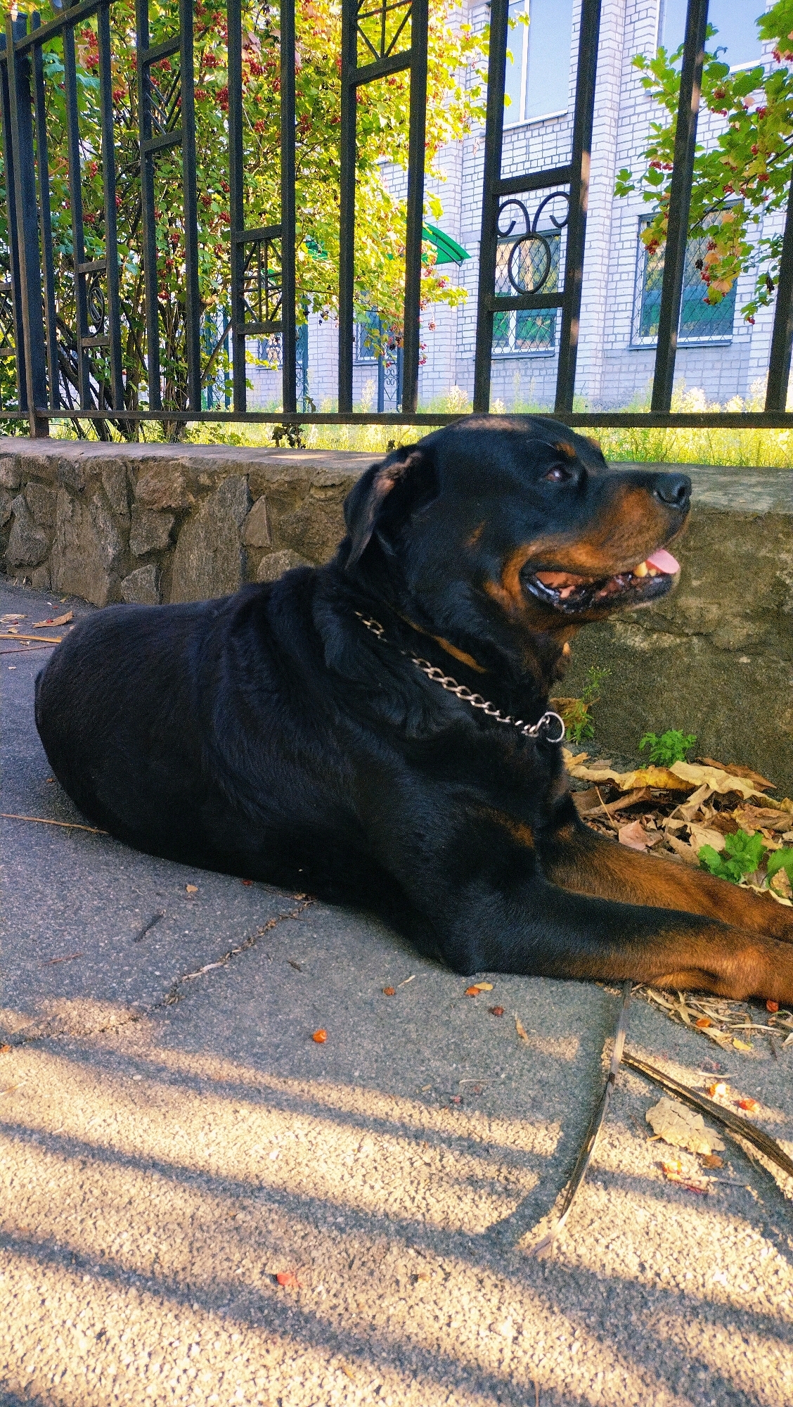 A Rottweiler dog lies on a paved surface in what appears to be a park or residential area. The dog is predominantly black with tan markings on its face and legs, and it wears a silver chain collar. Behind the dog, a low stone wall is visible, topped by a black metal fence with decorative elements. Beyond the fence, trees with green and red foliage and a light-colored brick building with windows are discernible. The ground is a mix of asphalt and scattered leaves and small orange and red objects, possibly berries or seeds. Sunlight casts striped shadows across the paved area. The setting suggests an outdoor environment in the city of Horishni Plavni, Ukraine.