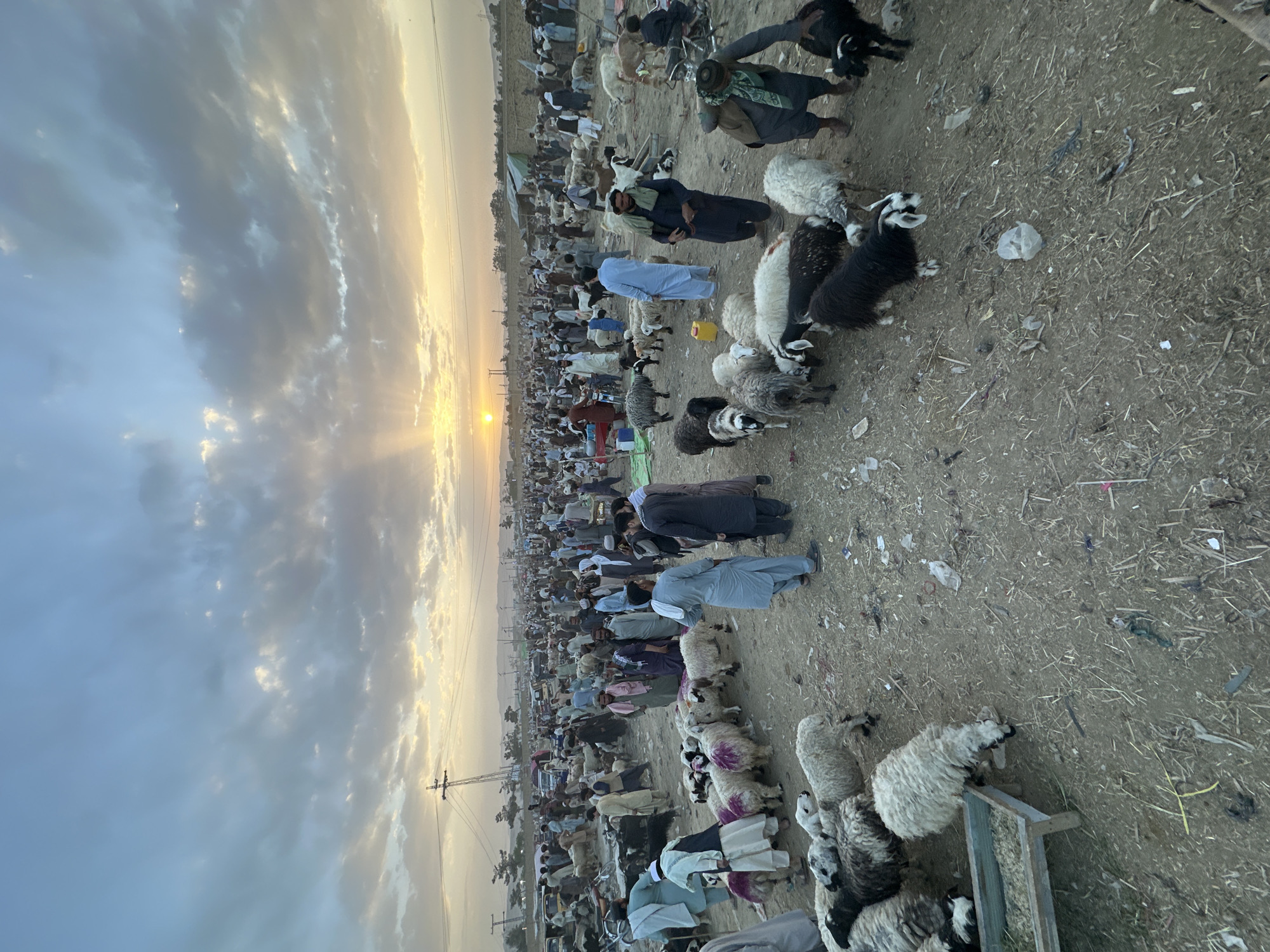 This image shows a crowded livestock market scene, likely in Quetta City Tehsil, Pakistan, given the context. Many people dressed in traditional clothing stand among sheep and goats. Some animals are clustered around feeding troughs. The ground is dusty and littered with debris. In the background, a hazy sky suggests either dawn or dusk, with electrical pylons visible on the horizon. The overall atmosphere is busy and dusty.