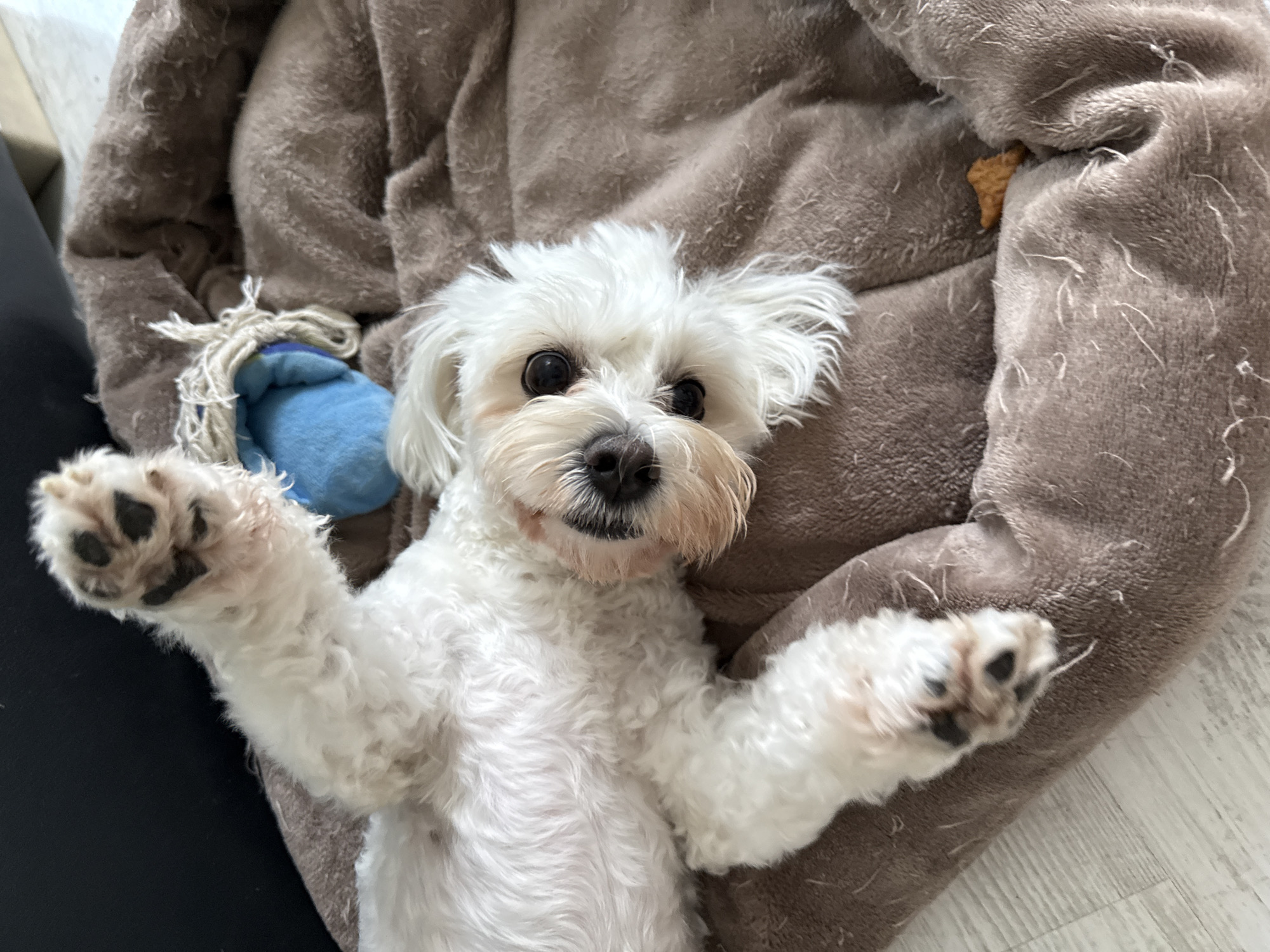 A white dog with dark eyes and black spots on its paws is lying on its back on a brown, plush dog bed. The dog is on its back with its legs in the air and its head tilted to the side, looking at the camera. A blue dog toy with a rope is next to the dog. A small, brown dog biscuit is visible on the dog bed to the right of the dog. The background is blurred, but appears to be a room with a dark couch and a light-colored floor. This image was taken in the city of Ulyanovsk, Russia.