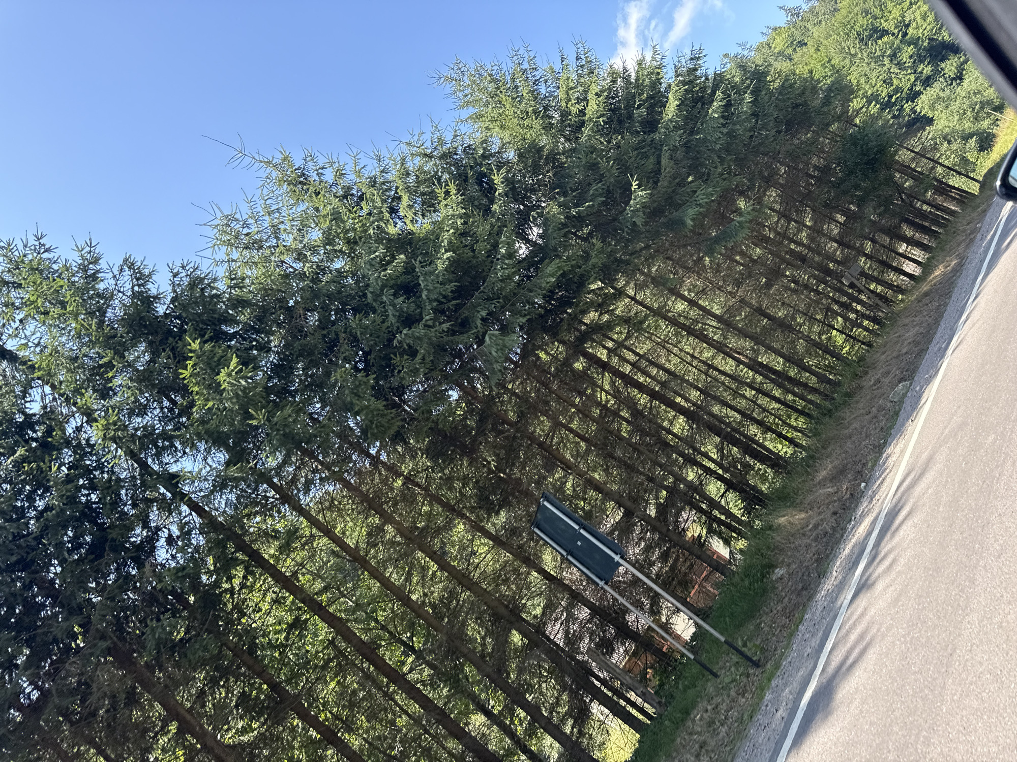The image shows a dense forest of coniferous trees lining a road in Oituz, Romania. The trees are tall and slender, with dark green needles. Sunlight filters through the branches, creating dappled patterns on the ground. A road runs along the edge of the forest, with a white line marking the center. A dark green sign on a metal pole is visible to the left of the road, partially obscured by the trees. The sky is clear and blue with a few wispy clouds. The ground is covered in dry grass and some patches of green vegetation. The overall impression is one of a natural, serene landscape.