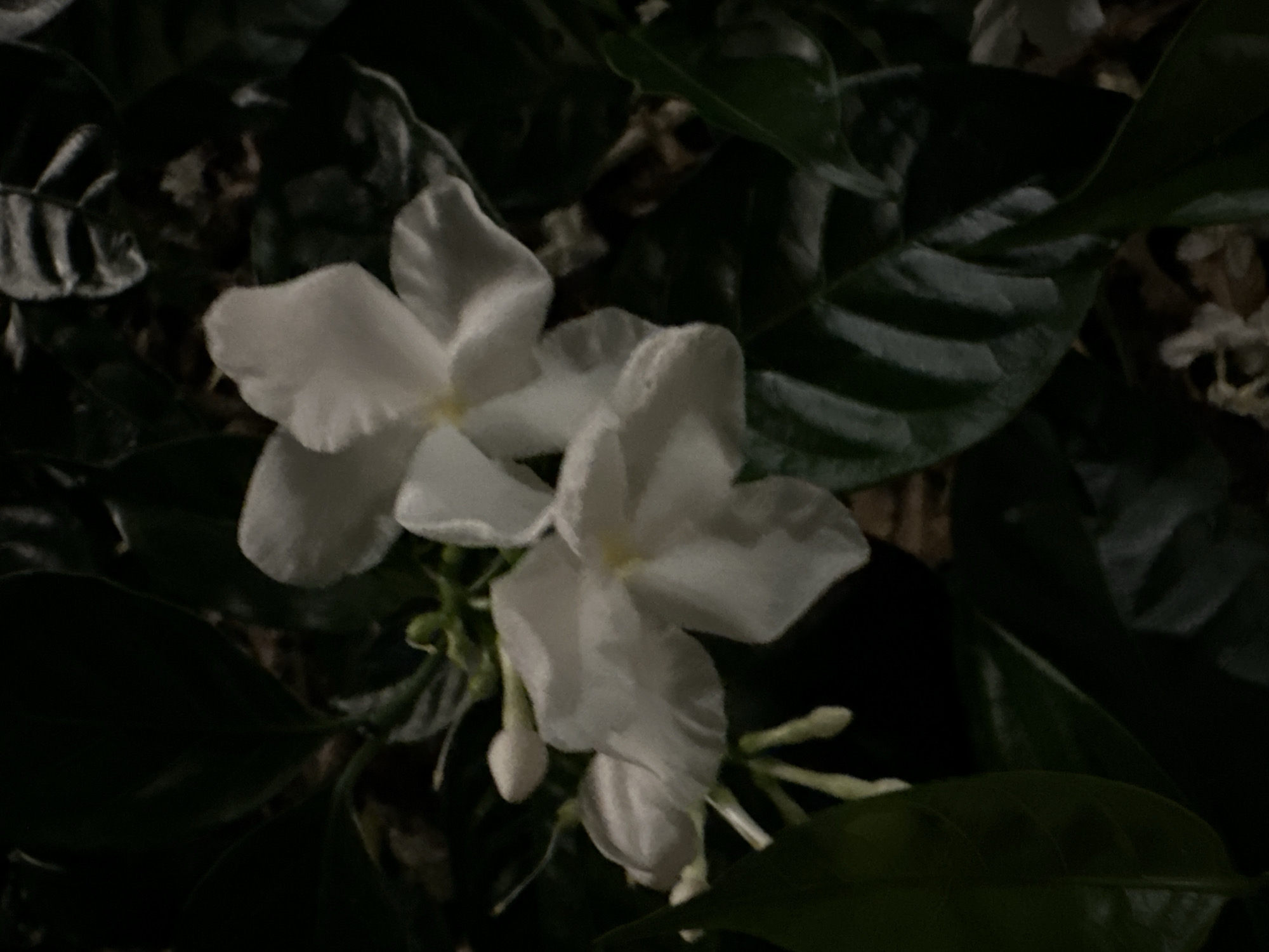 A close-up, low-light photograph depicts a flowering plant, likely captured during nocturnal hours. Two primary white flowers, each exhibiting five distinct petals, are centrally positioned and to the upper right. Several unbloomed white flower buds are visible on the left side of the frame. The flowers are surrounded by numerous dark green, ovate leaves, some exhibiting subtle reflections suggesting a glossy texture. The background is largely undifferentiated and dark, indicating either dense foliage or deep shadow, with minimal discernible features. No individuals or overt actions are present in the scene. The image is situated in Nha Trang Ward, Vietnam.