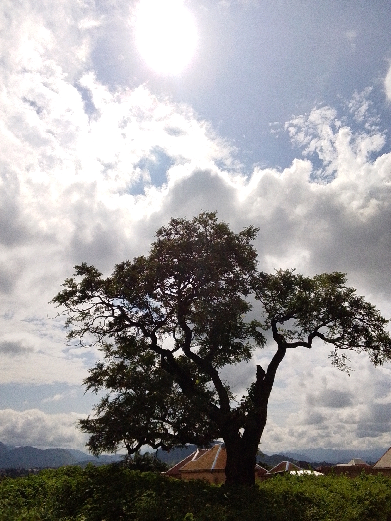 The image depicts a silhouette of a large, mature tree with intricate branches against a sky filled with dramatic, cloudy formations and a bright sun partially obscured. In the foreground, lush green foliage forms a dense layer, with the peaked rooftops of buildings peeking through. In the distance, rolling hills and mountains are visible under the overcast sky, suggesting a rural or semi-rural setting. This scene is located in the city of Serti, Nigeria.