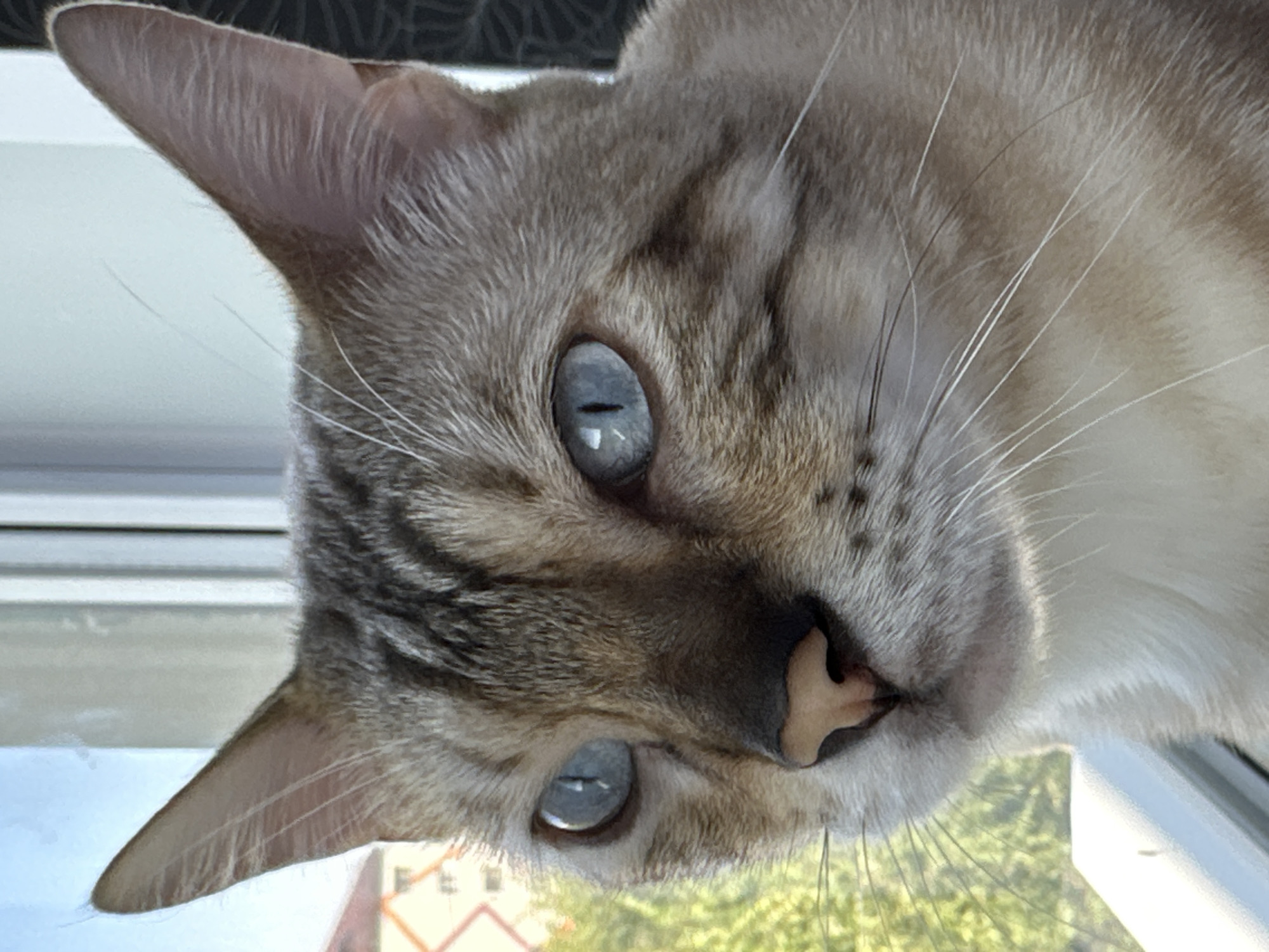 A close-up, eye-level, headshot of a light brown and grey striped domestic cat with striking blue eyes is captured. The cat is positioned near a window with a building and green trees visible in the blurred background. The cat's face is turned slightly to the left, with its whiskers prominently displayed. The image appears to be taken indoors, with natural light illuminating the cat's features. There is no indication of the city of Energetik, Russia, within the image.