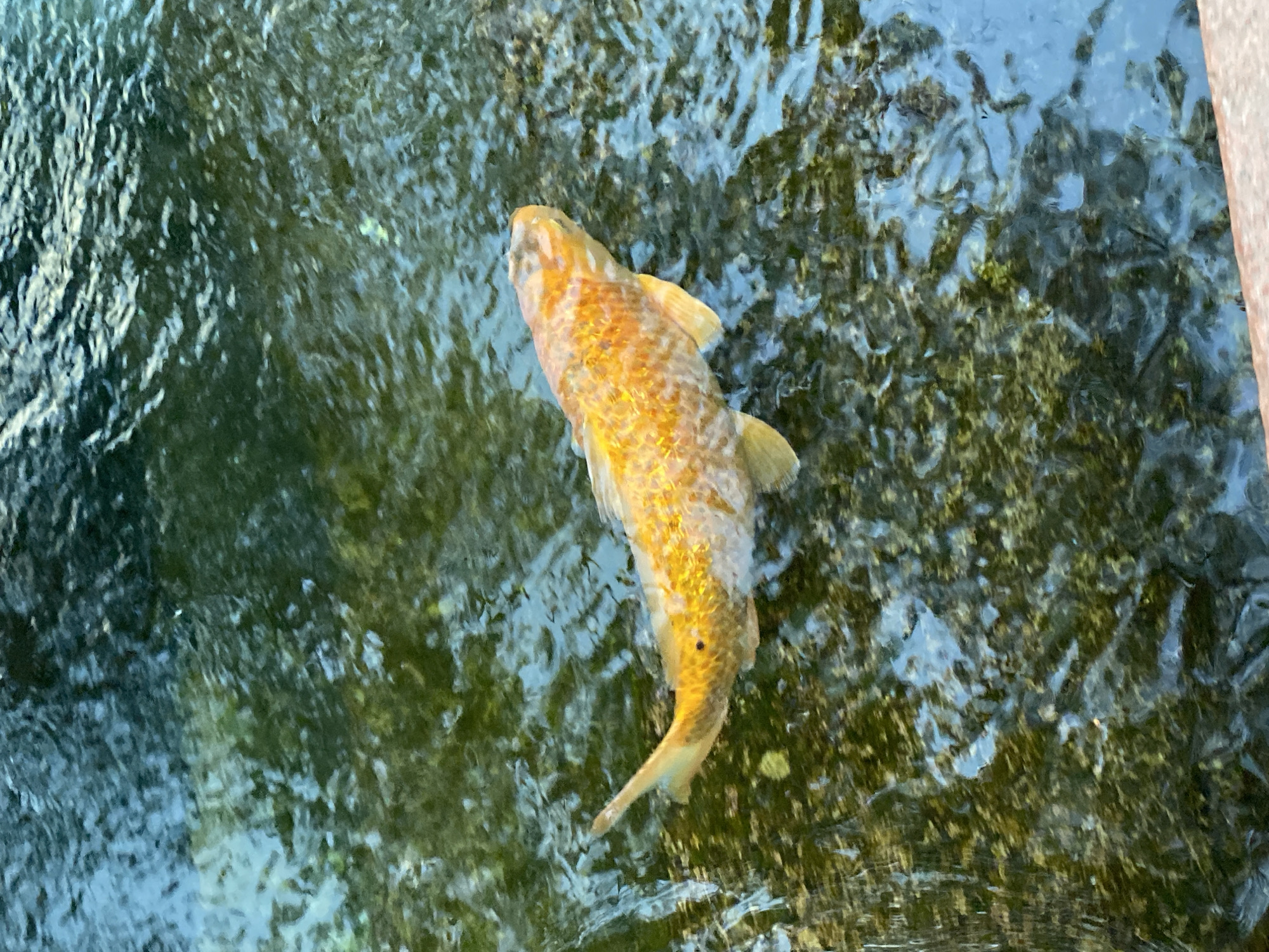 An overhead shot shows a solitary golden koi fish swimming in shallow, clear water. The fish, which is mostly golden with some white markings, is positioned diagonally in the frame, swimming towards the upper right corner. Its body is elongated and its fins are visible. The water is transparent, revealing a mixture of green algae and dark rocks on the bottom. Sunlight creates ripples and reflections on the water's surface, giving it a shimmering appearance. The background is a blend of darker, deeper blues and greens, suggesting the water extends beyond the visible area. A reddish-brown edge of what appears to be a pond or basin is visible along the bottom of the frame. There are no people or other animals visible in the scene. The overall impression is one of tranquility and natural beauty within an aquatic environment.