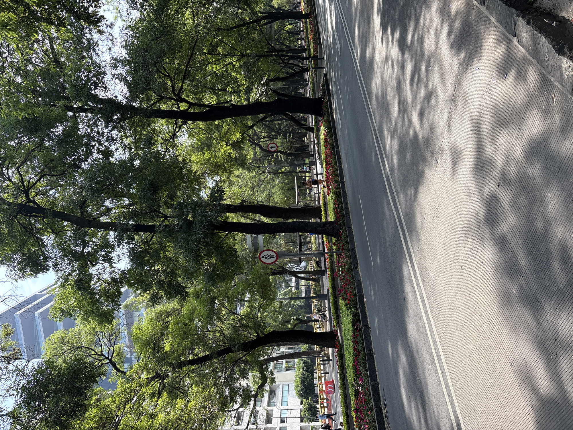 The image depicts a street in Mexico City, Mexico. The perspective is from an elevated position, looking down at an angle along the street. The street itself has two parallel white lines marking lanes. Tree shadows are cast on the street.
A row of tall trees lines the left side of the street. Between the trees and the street is a strip of grass with red flowers. Some pedestrians and cyclists are visible along the sidewalk under the trees. Several traffic signs are also visible, including ones with pedestrian crossings.
Buildings can be seen beyond the trees on the left. The sky is visible above the trees and buildings.