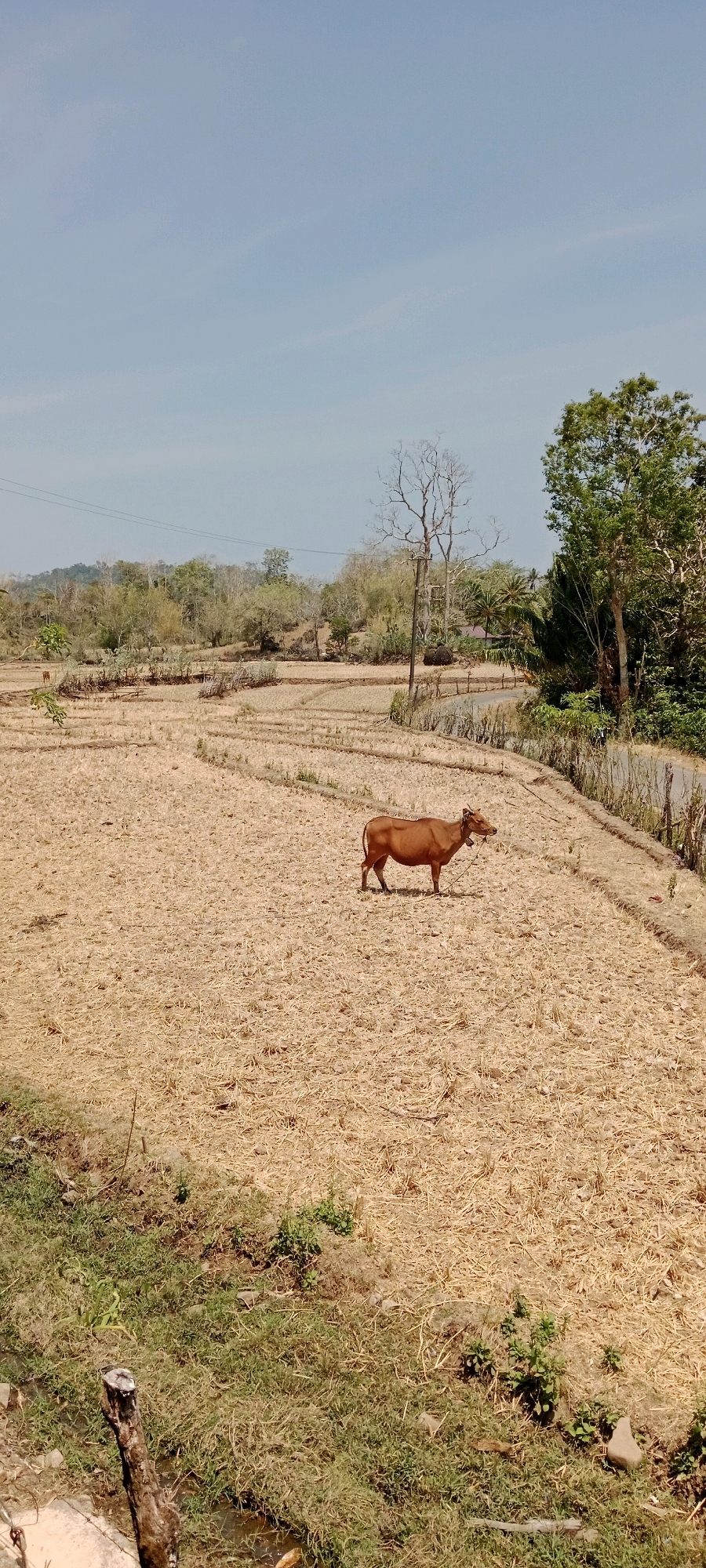 A brown cow stands alone in a dry, harvested field under a clear blue sky. The field is covered in straw and stubble, with visible rows indicating previous planting. In the background, a line of trees and vegetation borders the field, and a road can be seen to the right. A solitary, bare tree stands tall near a utility pole. The scene appears to be an agricultural landscape in Anabanua, Indonesia, during a dry season.