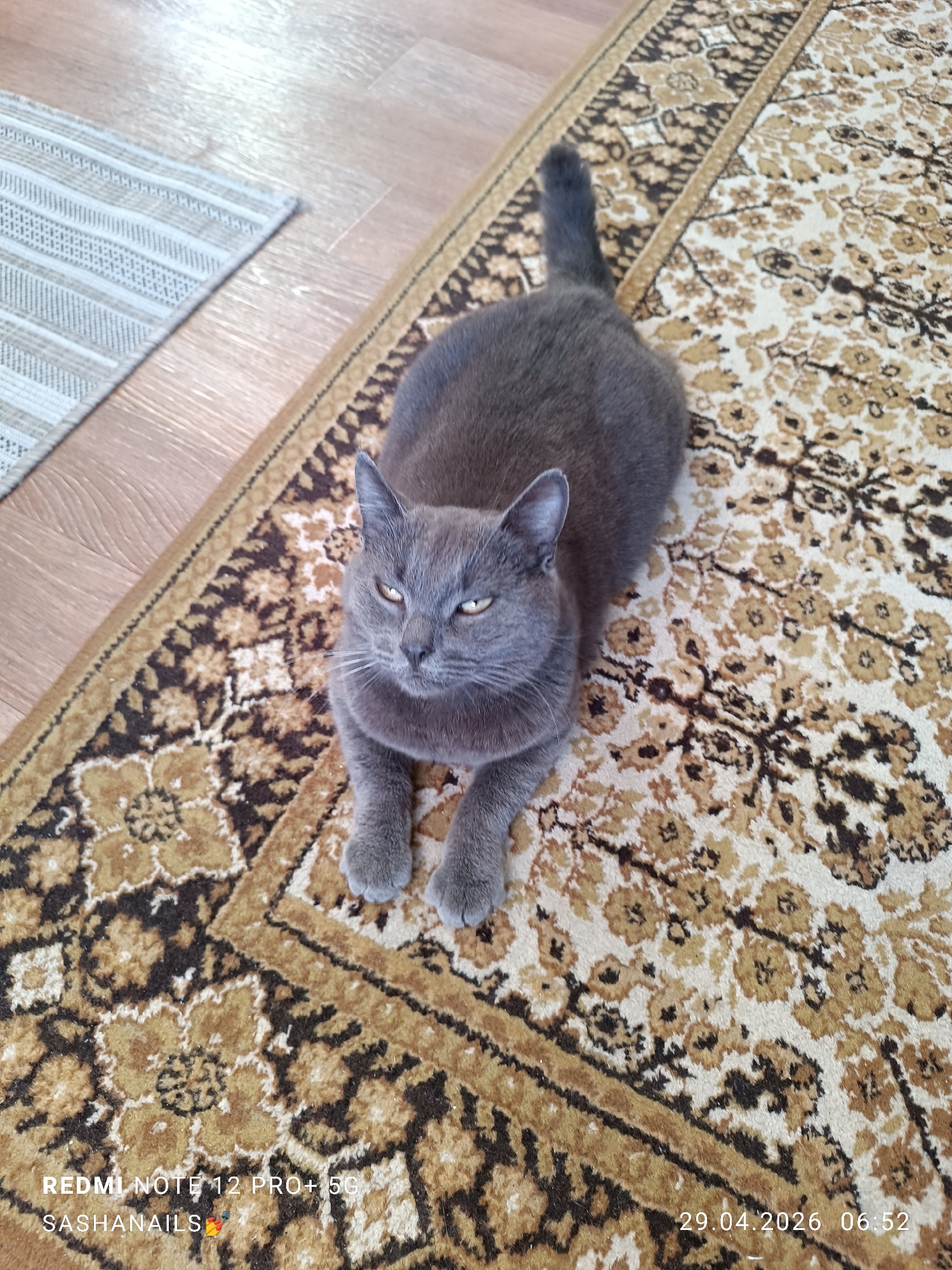 A gray cat is lying on a patterned rug. The rug is brown and beige, with a floral design. The cat has yellow eyes and is looking directly at the camera. There is another rug visible in the background, it is a light grey color with a textured pattern. The rugs are laying on a light brown wooden floor. The bottom of the image contains text and icons that indicate the photo was taken on a Redmi Note 12 Pro+ 5G. The text "SASHA NAILS" is visible with a small icon of a nail. The date and time "29.04.2026 06:52" is also visible. The location in the city of Chaikovsky, Russia is not determinable from the image.