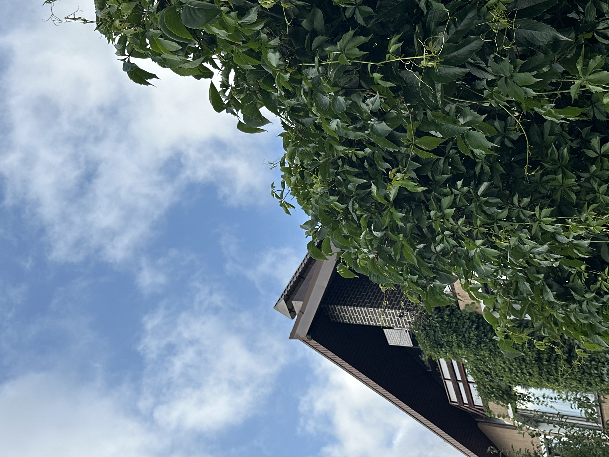 In Yurlovo, Russia, a close-up, low-angle outdoor shot captures a section of a building with a dark brown, sloped roof and a brick chimney against a blue sky with scattered white clouds. Lush green ivy aggressively covers much of the building's facade and a significant portion of the foreground. The ivy is dense and vibrant, with many pointed leaves and visible tendrils. On the building, a balcony with wooden railings is visible, also partially obscured by the climbing ivy. Two windows are present on the building's lower section, with white curtains visible through one. The image focuses on the interplay between the architectural elements and the encroaching vegetation under a cloudy sky.