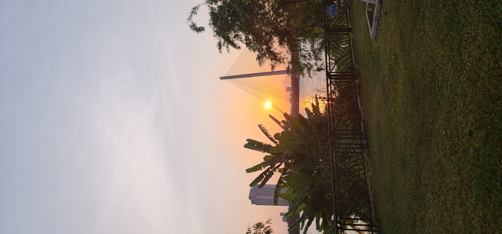 This vertical image captures a serene sunset over a body of water, likely a river, in Da Nang, Vietnam. The sun, a brilliant orange sphere, is low on the horizon, casting a warm, vibrant glow across the sky and reflecting intensely on the water's surface.
In the midground, a prominent cable-stayed bridge, characterized by its tall pylon and numerous suspension cables, stretches across the river, partially silhouetted against the bright sky. Faint outlines of distant buildings are visible along the far riverbank.
The foreground features a dark metal fence with decorative patterns, running horizontally across the right side of the frame. This fence separates a neatly manicured green lawn on the far right from a dense array of tropical foliage and trees, including large-leafed plants resembling banana trees, which are silhouetted against the sunset's light. A small, blue rectangular sign with illegible white text is attached to the fence.
The sky transitions from vivid orange and yellow hues near the sun to a softer pale blue-grey higher up, suggesting clear weather. The overall scene depicts a tranquil evening, devoid of people.