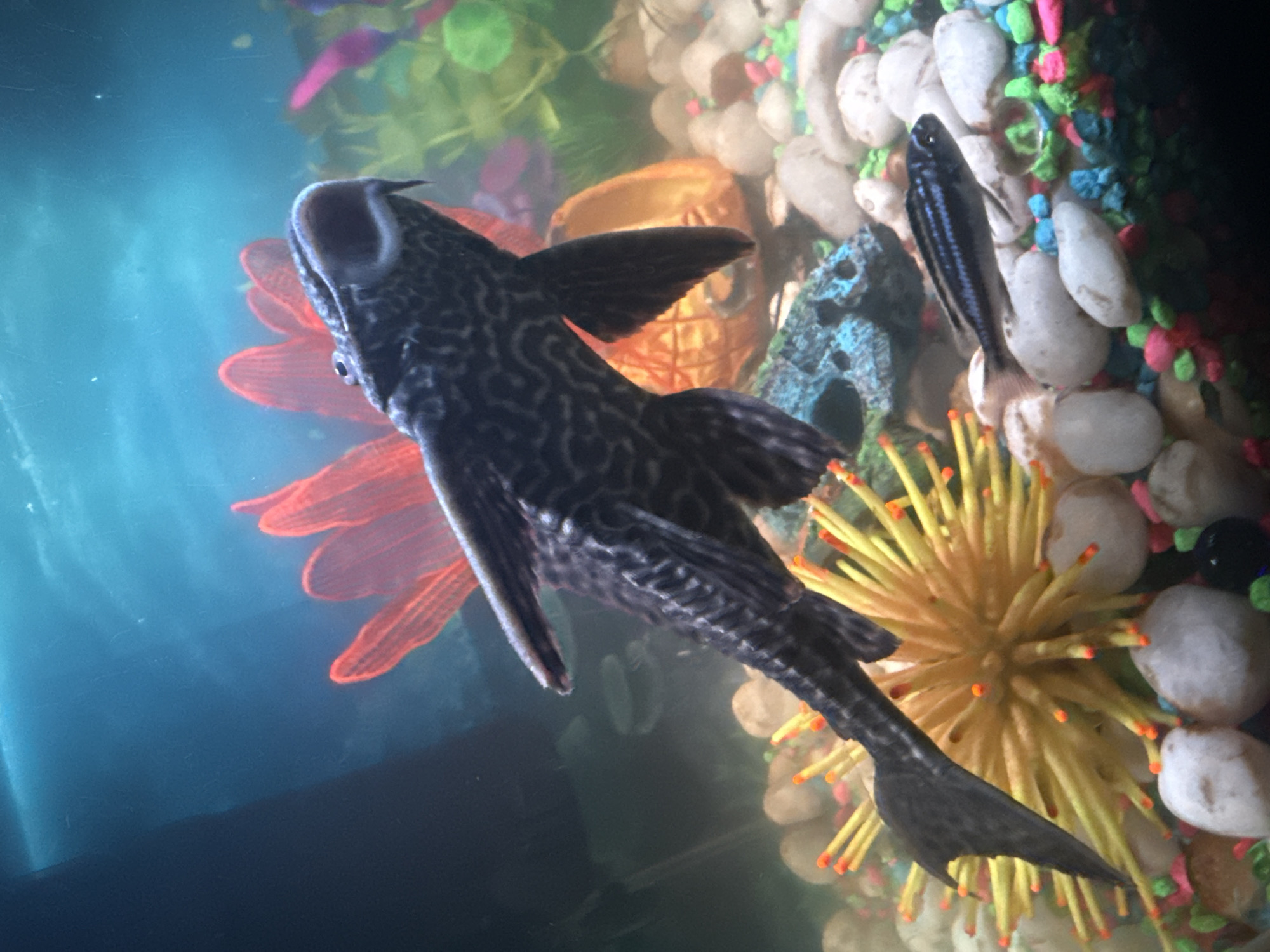 An aquarium scene features a large plecostomus fish with a black and white patterned body swimming near the surface. The fish's mouth is open, and it appears to be looking upwards. In the background, there are several red, fin-like artificial plants and some green foliage. The bottom of the aquarium is covered with a variety of colored pebbles, including white, pink, blue, and green. A smaller, dark blue fish with thin stripes swims near the bottom of the tank, resting on some of the pebbles. The lighting in the aquarium creates a bright, vibrant atmosphere, with blues and greens dominating the upper portion of the image. There are no people or indications of a specific location in North Las Vegas, United States of America.