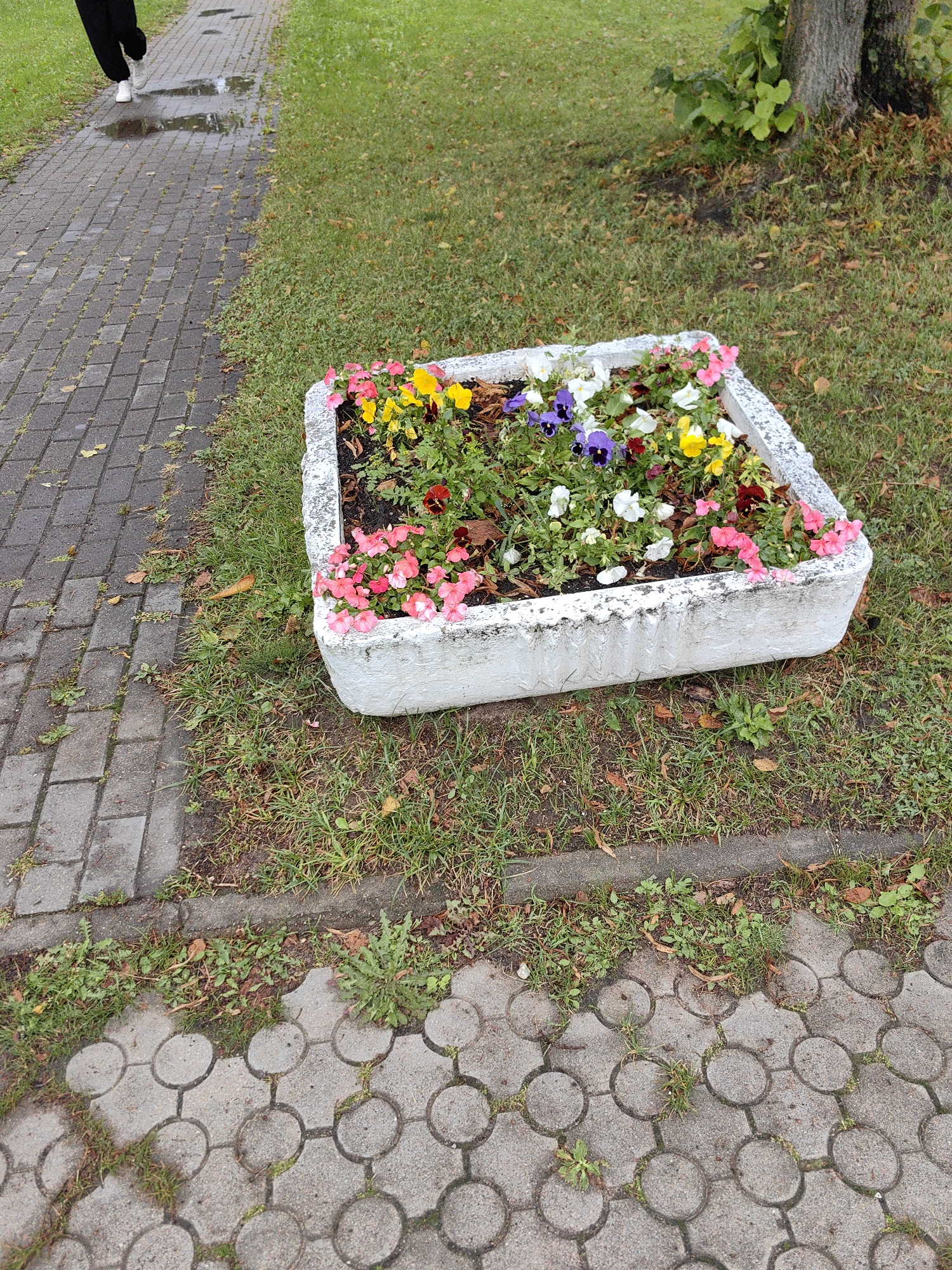A person in black pants and white shoes walks on a wet, paved walkway in Myadzyel, Belarus. To the right of the walkway, a white planter filled with colorful flowers, including pink, yellow, purple, and white pansies, sits on the grass. A tree trunk is visible behind the planter. The ground is covered in grass and fallen leaves. The walkway is made of gray interlocking pavers, and some areas are covered in puddles. The overall scene suggests an outdoor setting, possibly a park or garden, after rainfall.
