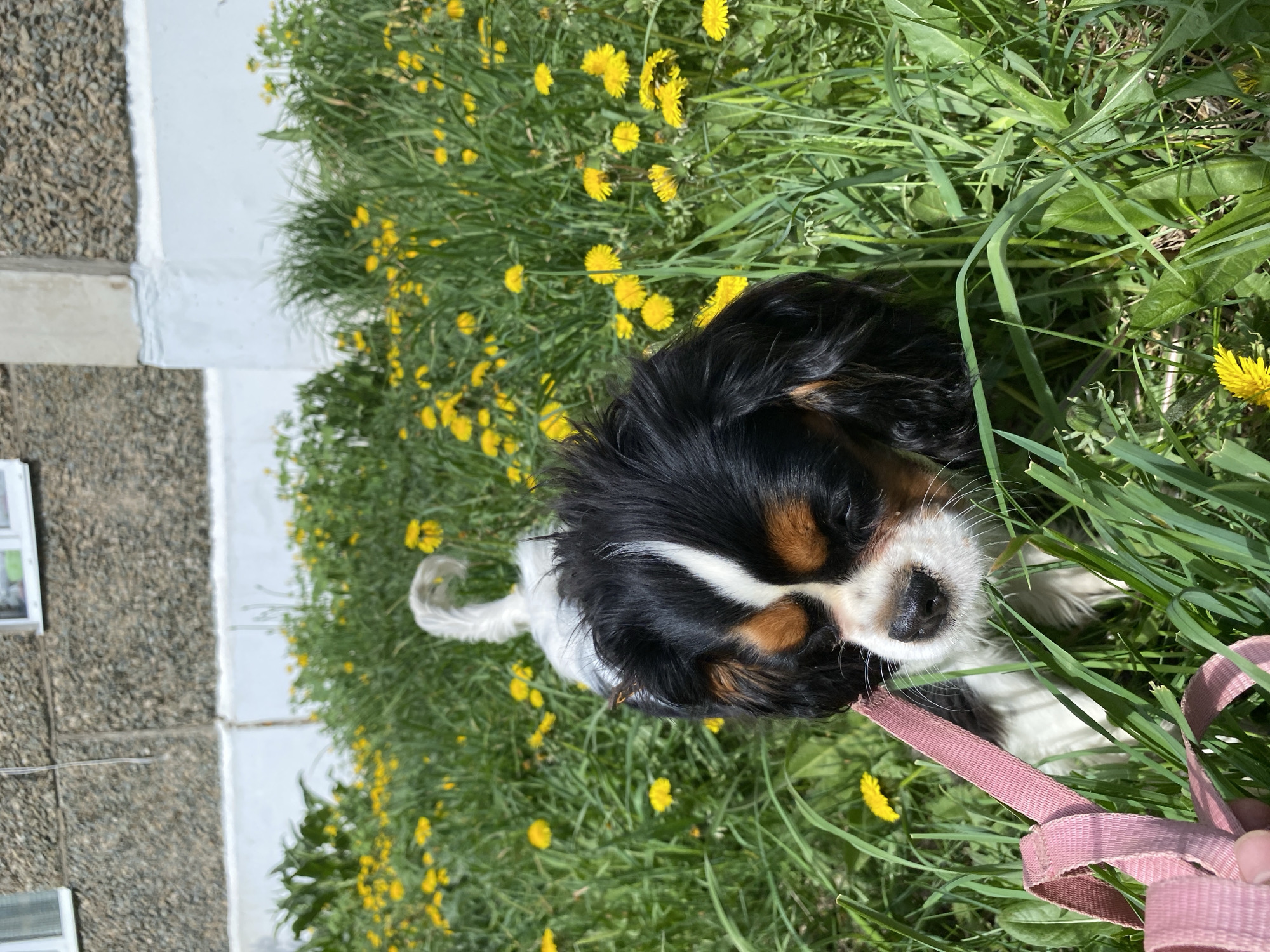 A Cavalier King Charles Spaniel dog is lying in a patch of grass and dandelions on a sunny day. The dog has a black, white, and tan coat. The dog is wearing a pink leash. The dog is lying near a white building. The location is the city of Votkinsk, Russia.