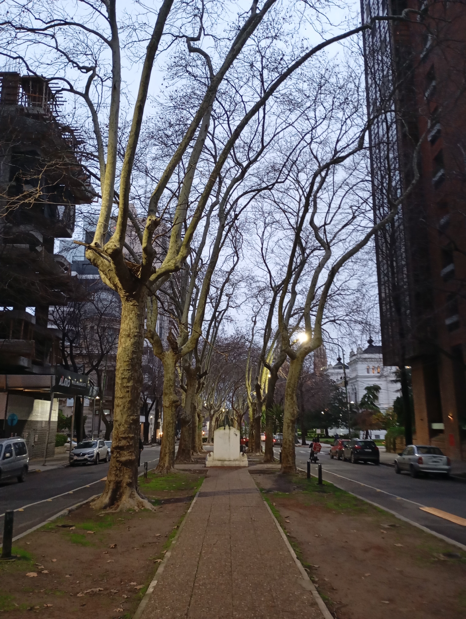 The image captures an urban street scene in La Plata, Argentina, likely during twilight or an overcast day. A sidewalk runs along the right side of the frame, bordered by a narrow strip of dirt and sparse grass, punctuated by fallen leaves. This strip is lined with mature trees, their bare branches forming a dense canopy overhead. The sidewalk is wide and paved with concrete or stone.
To the left of the sidewalk is a road with a dedicated bicycle lane marked by a white line. Several cars are visible on the road, including a silver sedan, a dark-colored car, and a light-colored car further down. A person on a red motorcycle is also present on the road, moving away from the camera. On the far left, a commercial building with a partially constructed upper level is visible, its dark facade contrasting with the lighter buildings across the street.
Across the road, a long row of similar trees lines the street, creating a tree-lined avenue. Beyond the trees, several buildings are visible. Prominently in the background is a grand, white building with a domed roof and classical architectural features, which appears to be a significant landmark in La Plata, possibly the Facultad de Ciencias Veterinarias or a similar institutional building due to its architectural style. A tall, dark-colored, modern building stands to the right of this white structure, its facade featuring a grid-like pattern. The sky is a pale, muted blue, indicating low light conditions. Streetlights are visible, casting a warm glow in places. The overall impression is of a well-established urban environment with a mix of architectural styles and ample green space provided by the tree-lined avenue.