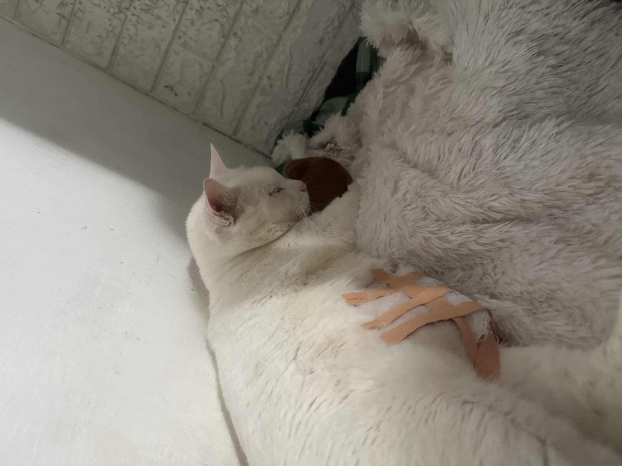 A white cat with a bandage on its right front leg rests on a white, fluffy blanket. The cat's head is turned towards the right, eyes closed, appearing to be asleep or resting. A dark brown, plush object is visible behind the cat's head, partially obscured by the blanket. The cat and blanket are positioned against a white wall with a textured, brick-like pattern above. The location is not discernible from the image.